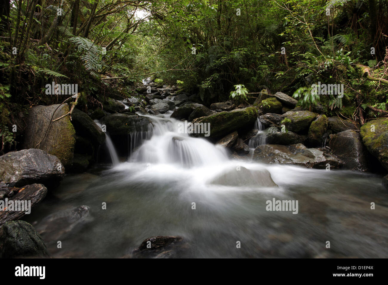 River with rocks in rain forest near Fox Glacier and Franz Josef Glacier, South Island, New Zealand Stock Photo