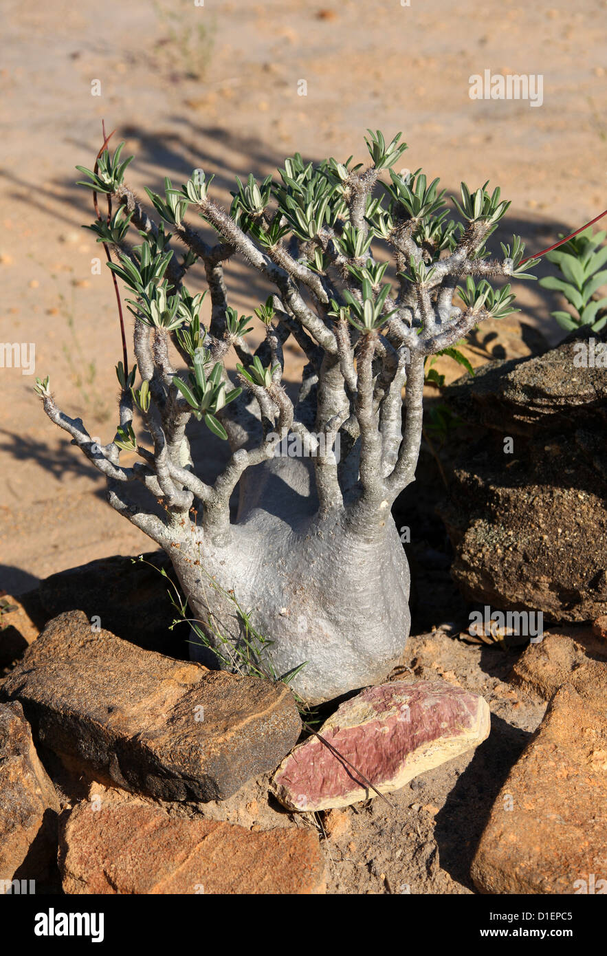 Elephant's Foot Plant, Pachypodium rosulatum var. gracilis, Apocynaceae. Ranohira, Isalo National Park, Madagascar, Africa. Stock Photo
