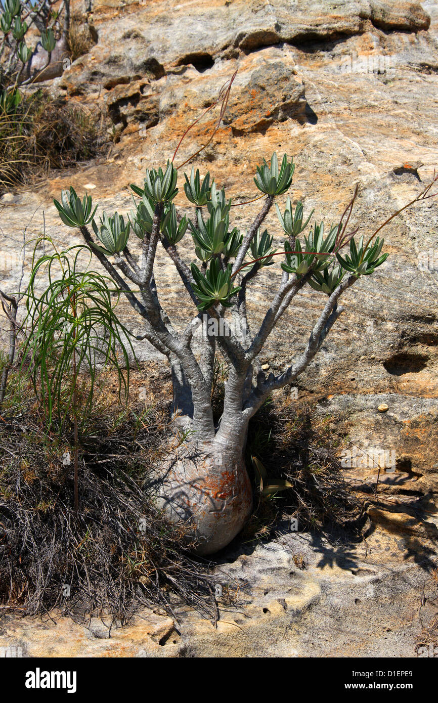 Elephant's Foot Plant, Pachypodium rosulatum var. gracilis, Apocynaceae