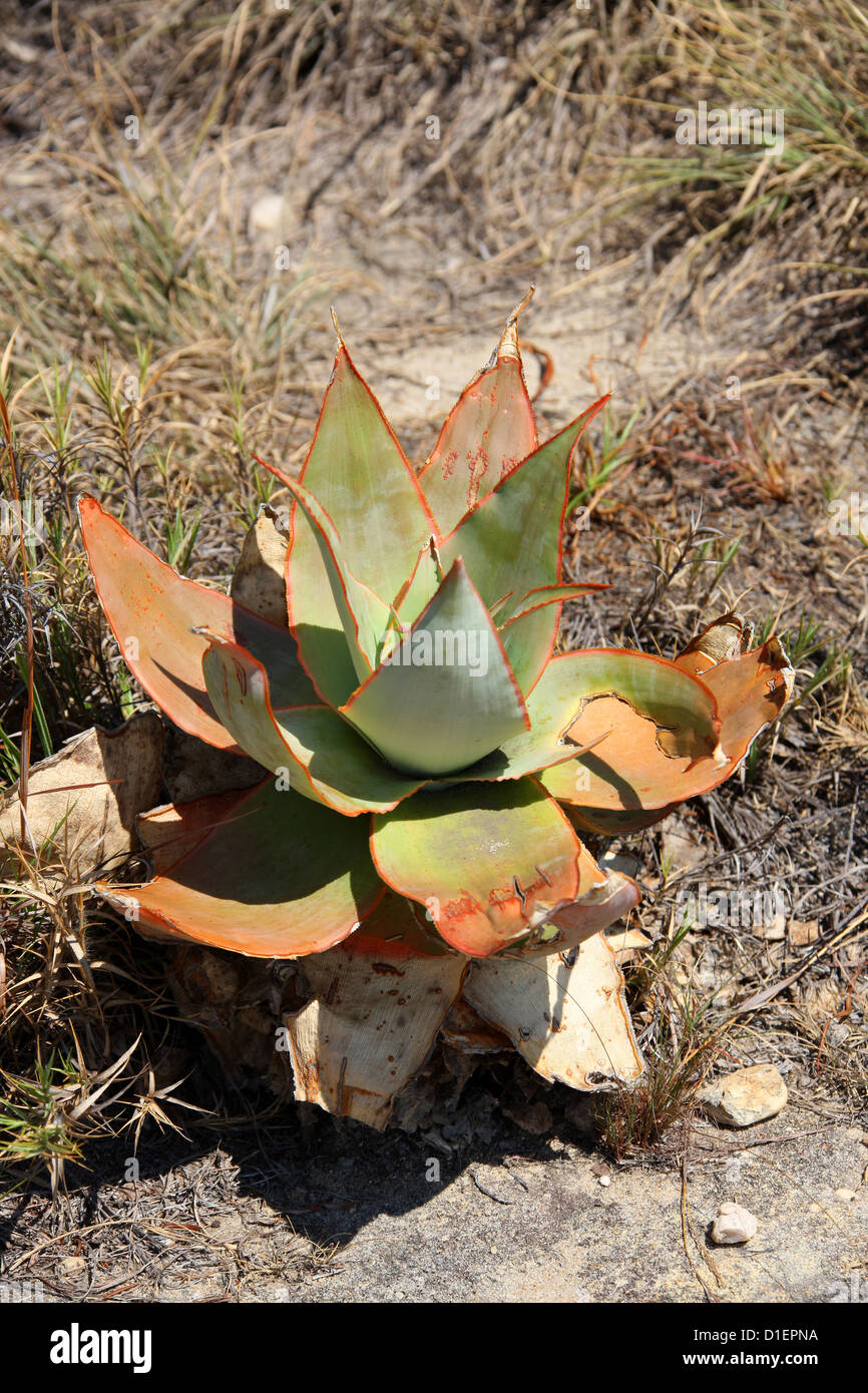 Isalo Aloe, Aloe isaloensis, Asphodelaceae. Ranohira, Isalo National Park, Madagascar, Africa. Stock Photo
