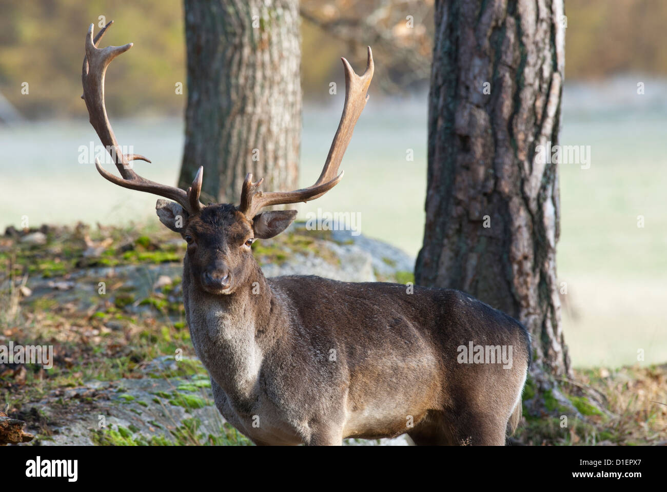 Fallow deer Dama dama stag male dovhjort Stock Photo