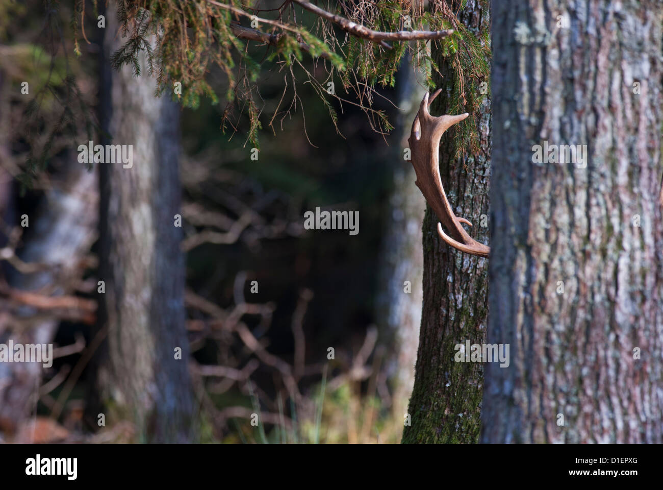 Antler of Fallow deer  Dama dama stag male Stock Photo