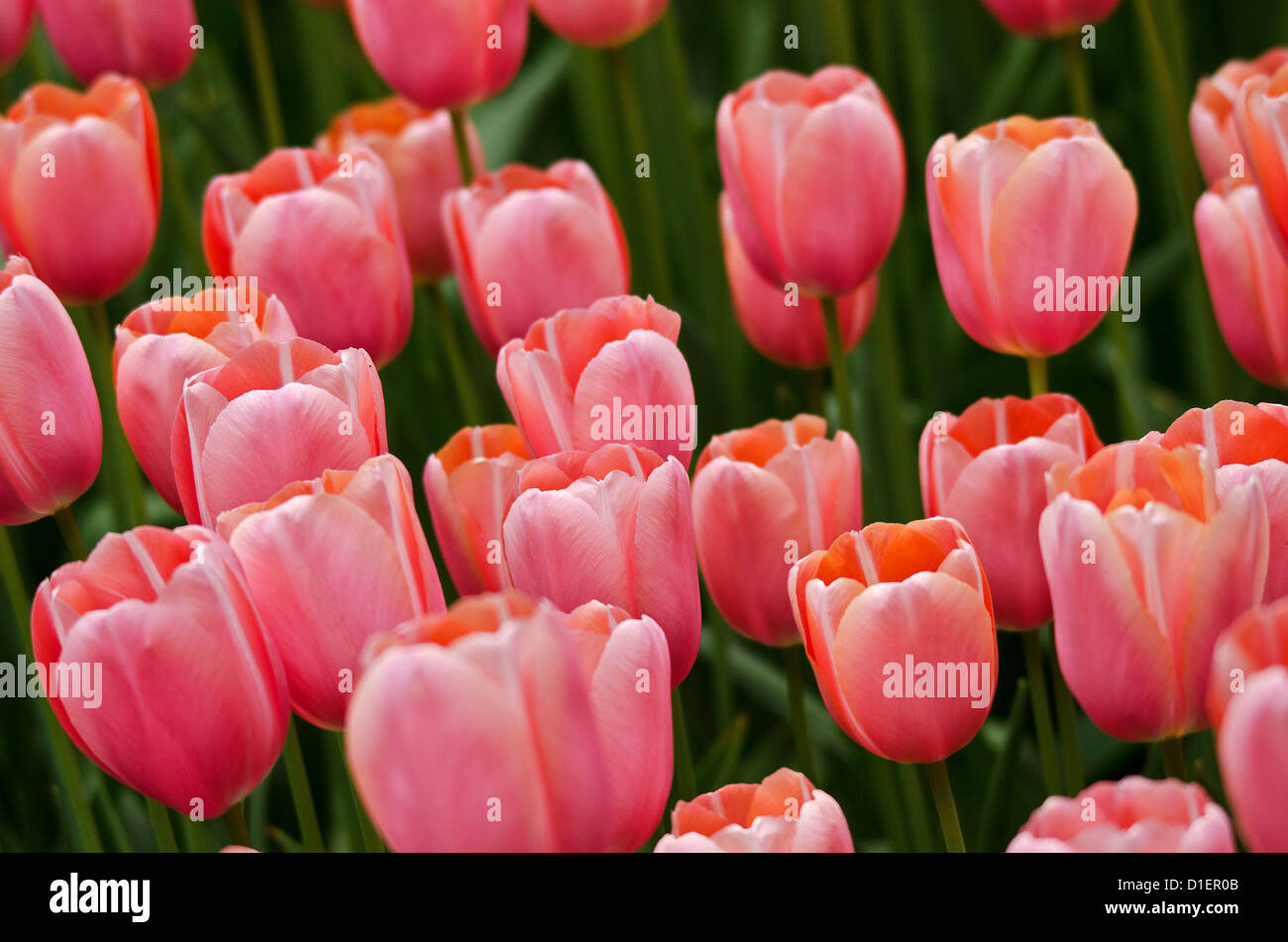 Pink tulips on a field Stock Photo - Alamy
