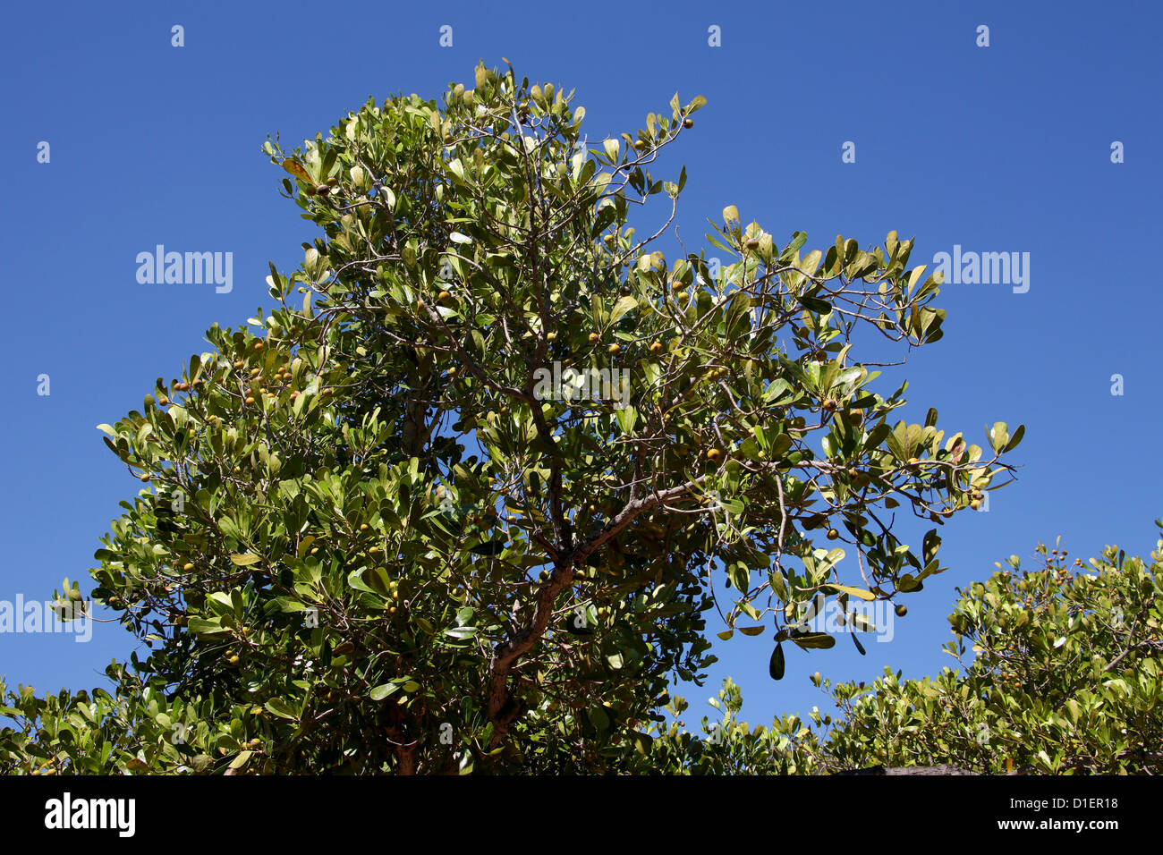 Tapia, Uapaca bojeri, Phyllanthaceae (Euphorbiaceae). Ranohira, Isalo National Park, Madagascar, Africa. Stock Photo