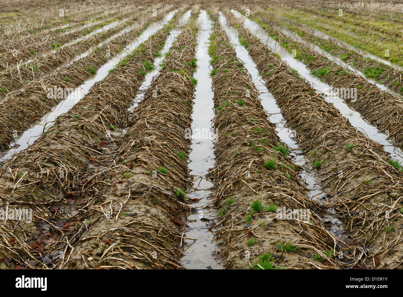 Flooded farmers field with a ruined crop of potatoes Stock Photo