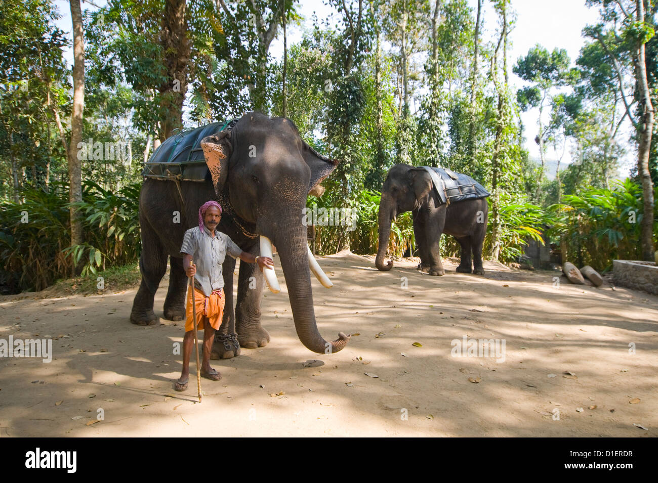 Horizontal portrait of Indian elephants and their mahout standing in the jungle. Stock Photo
