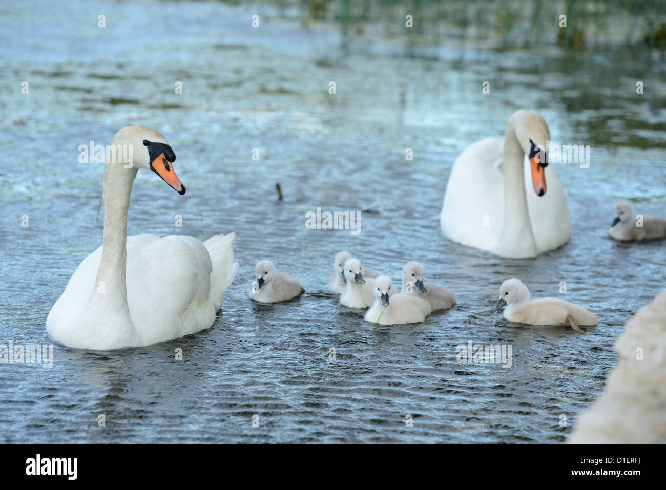 Group of Mute Swans (Cygnus olor) floating on water Stock Photo