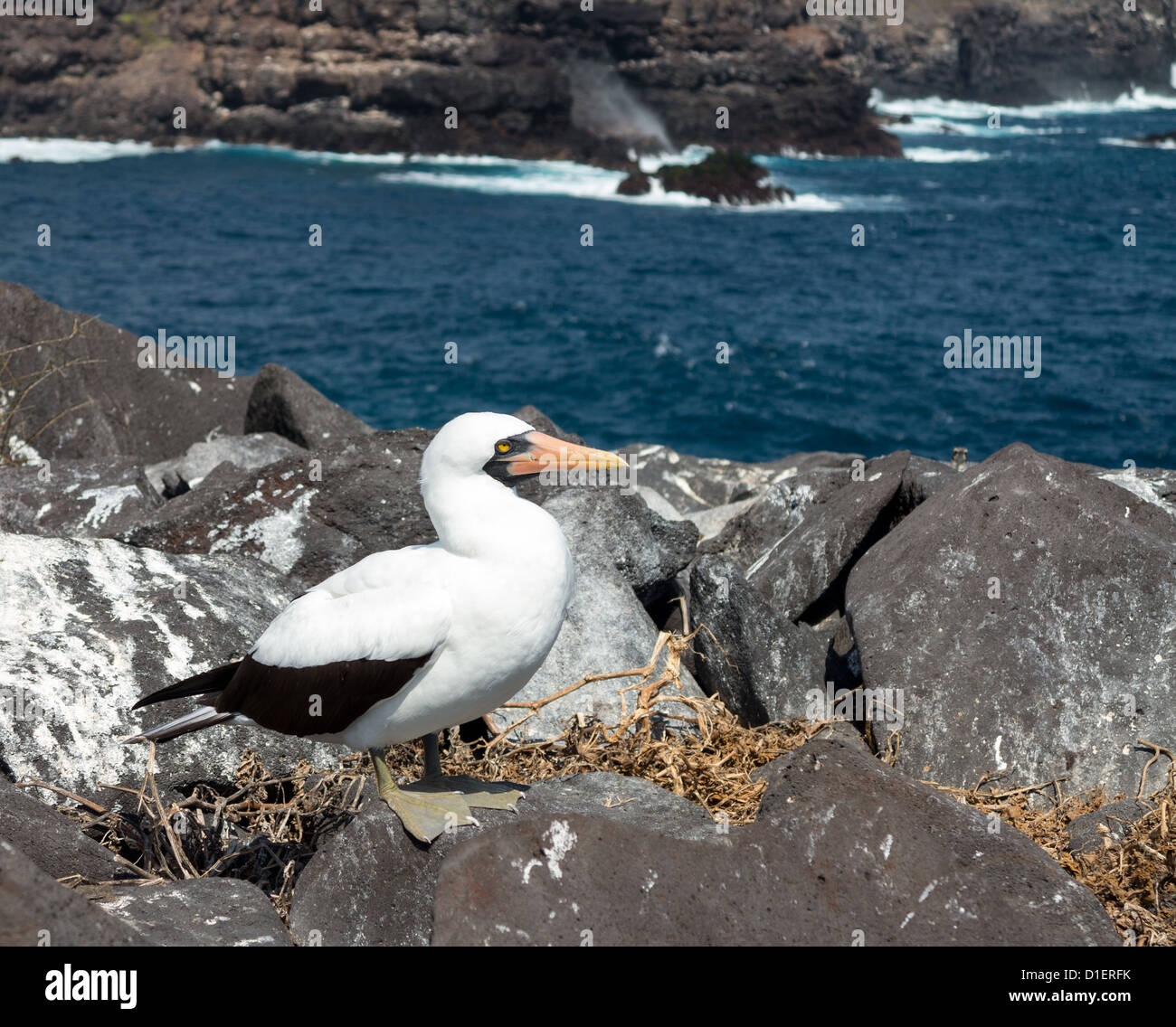 Nazca Booby (Sula granti) is seabird famous for living on Galapagos Islands National Park in Ecuador Stock Photo