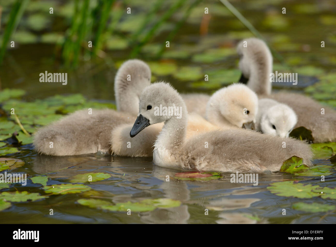 Group of Mute Swan chicks (Cygnus olor) floating on water Stock Photo