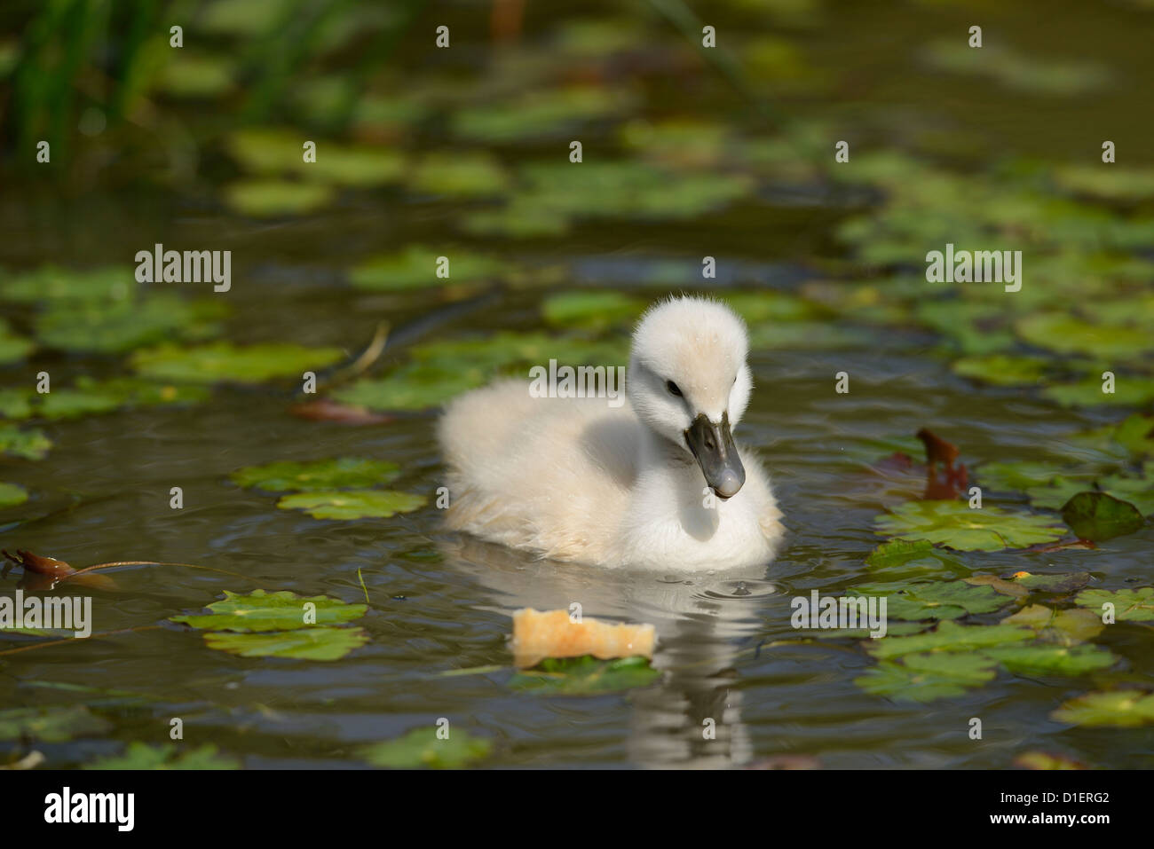 Mute Swan chick (Cygnus olor) floating on water Stock Photo
