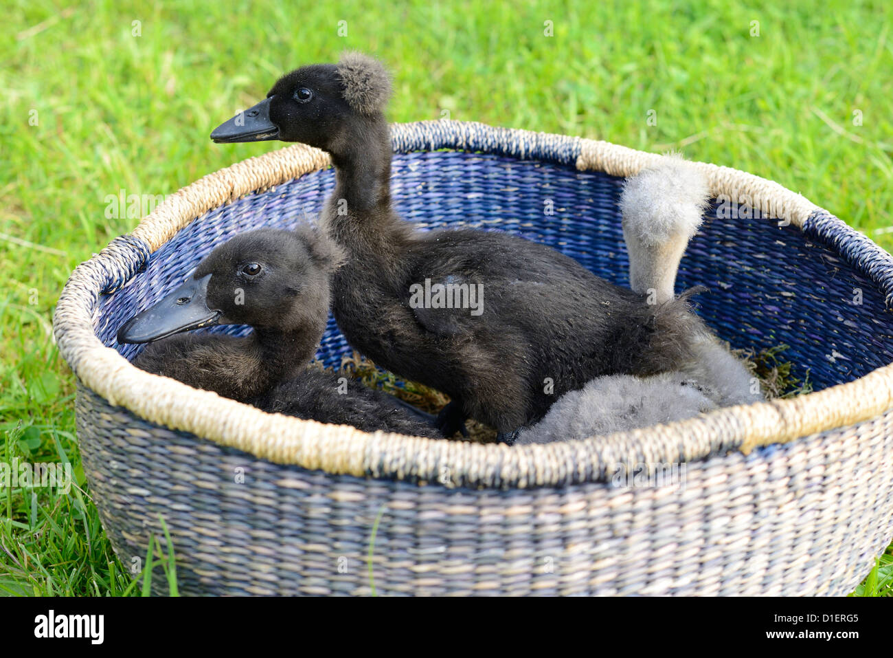 Indian runner duck hires stock photography and images Alamy
