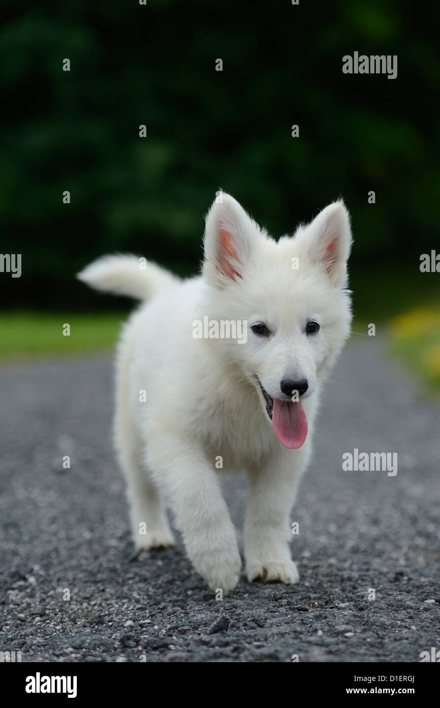 Wolfdog Pet High Resolution Stock Photography And Images Alamy