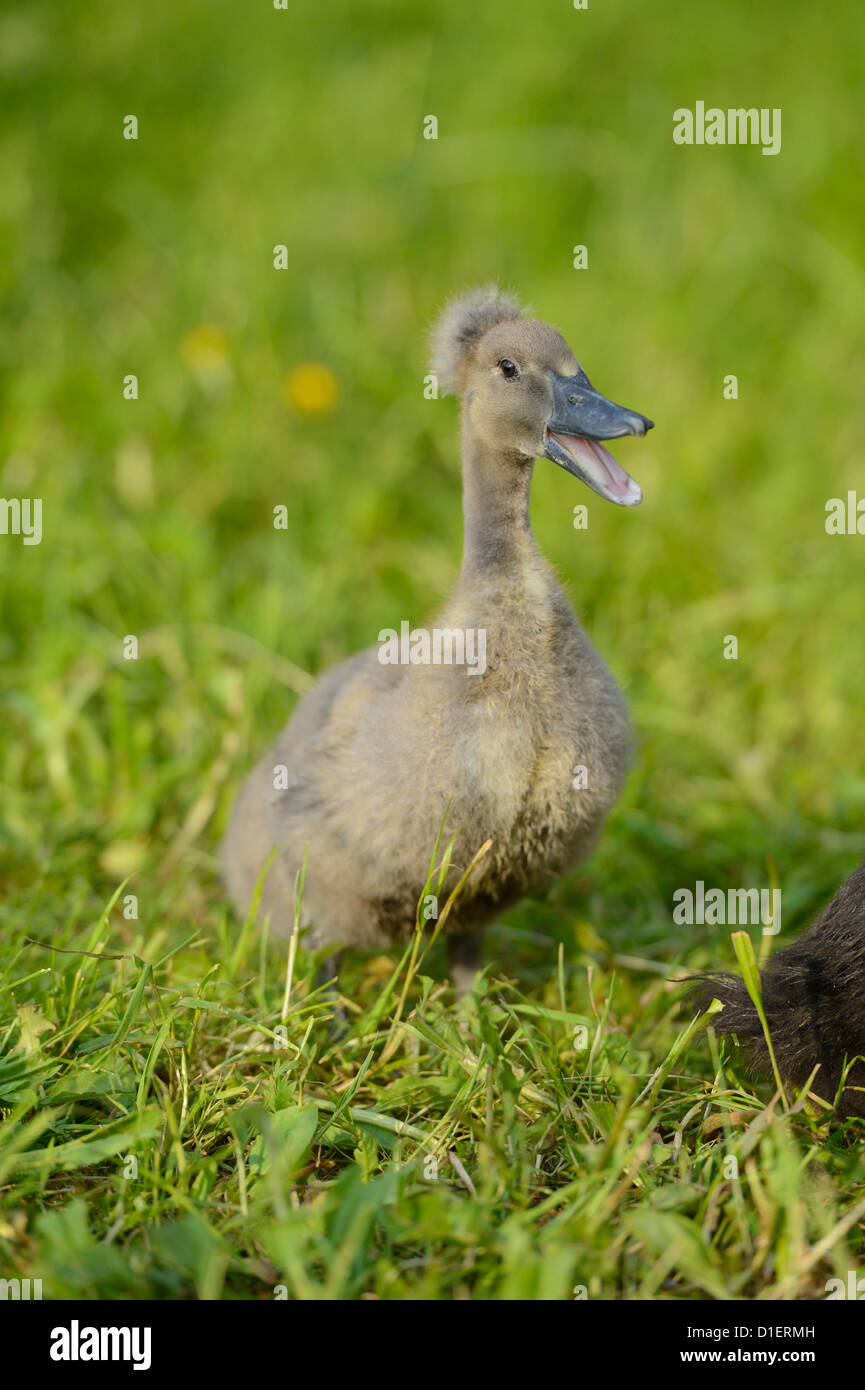 Indian runner duck hires stock photography and images Alamy