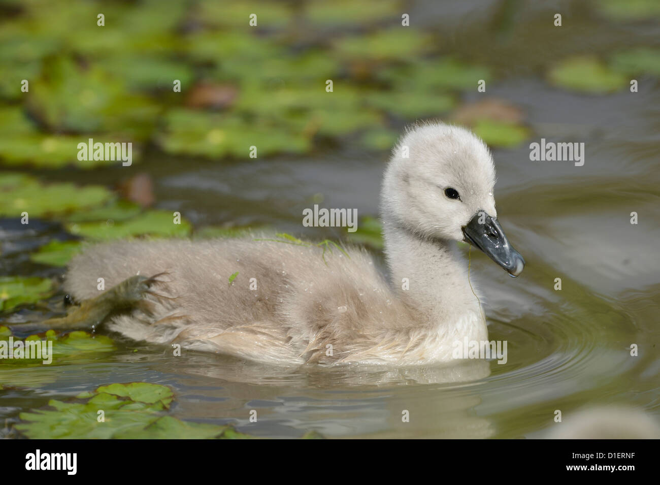 Mute Swan chick (Cygnus olor) floating on water Stock Photo