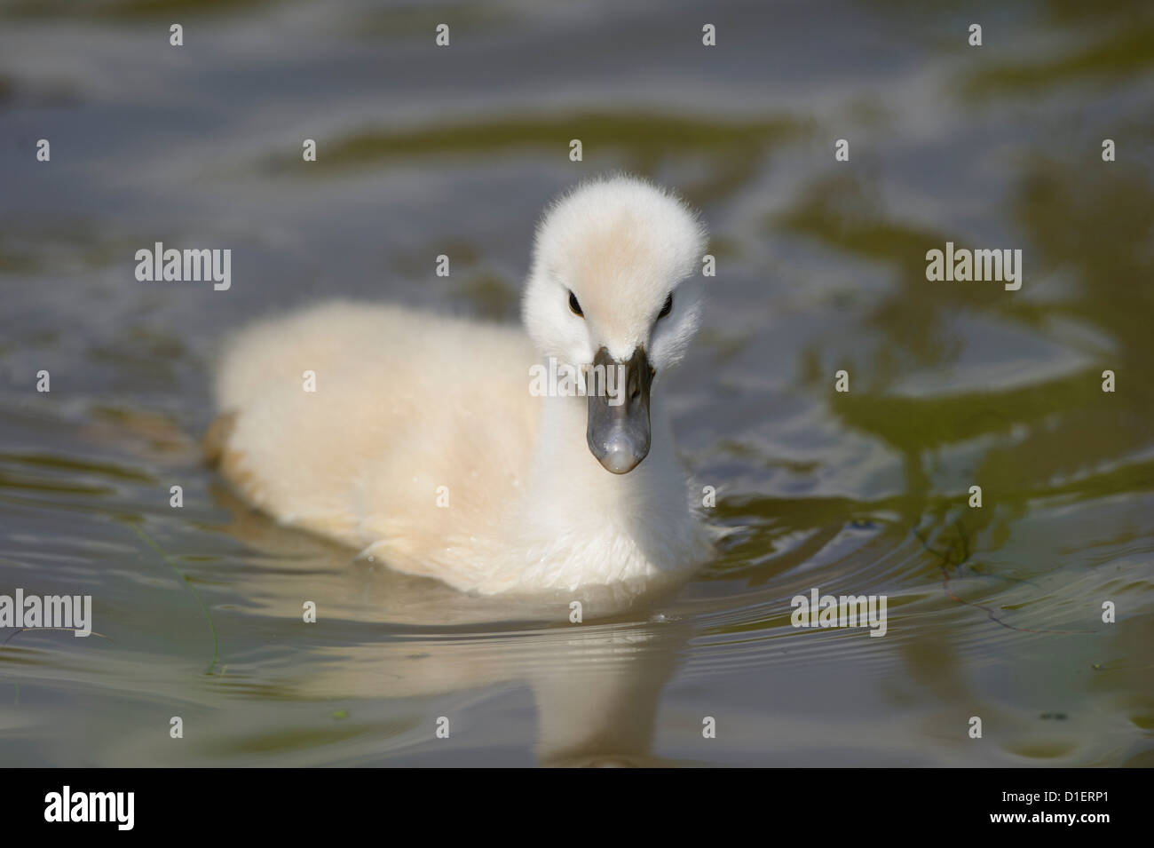 Mute Swan chick (Cygnus olor) floating on water Stock Photo