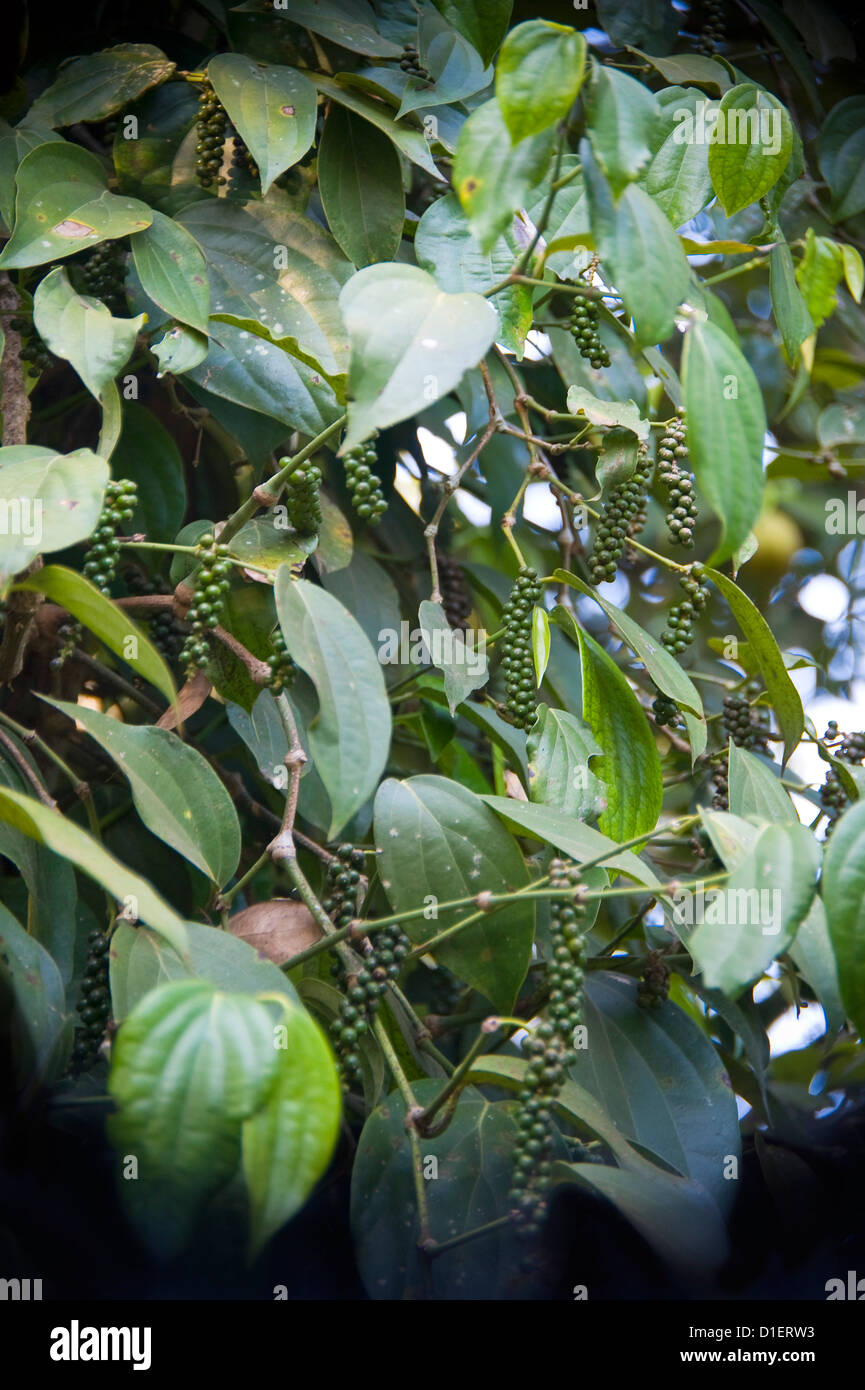 Indian pepper plantation hires stock photography and images Alamy