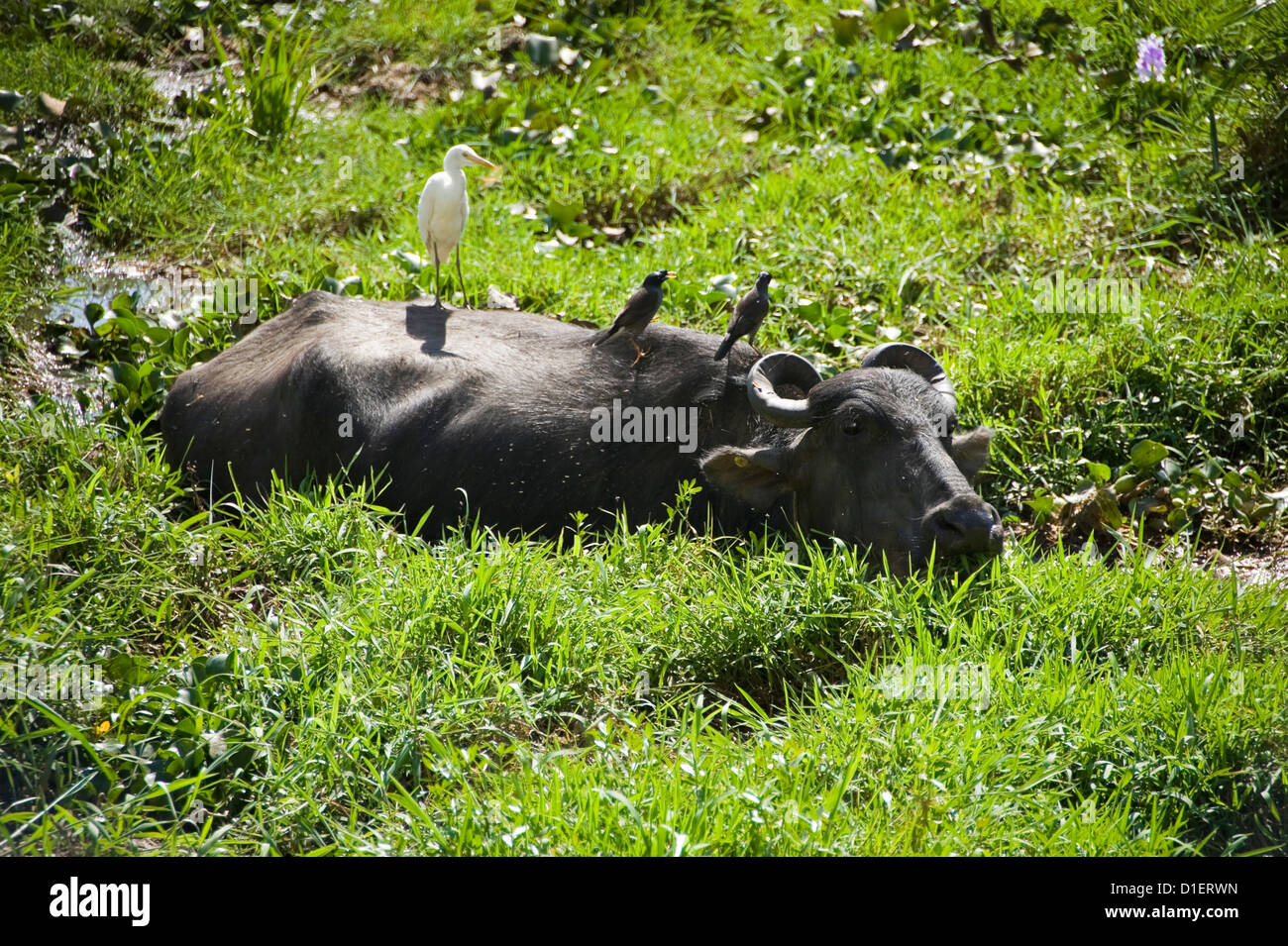 Horizontal close up of a water buffalo with mynah birds and an egret sitting on its back wading through water in Kerala. Stock Photo