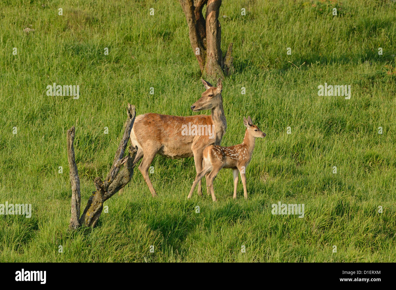 Red deer (Cervus elaphus) with young animal on meadow Stock Photo