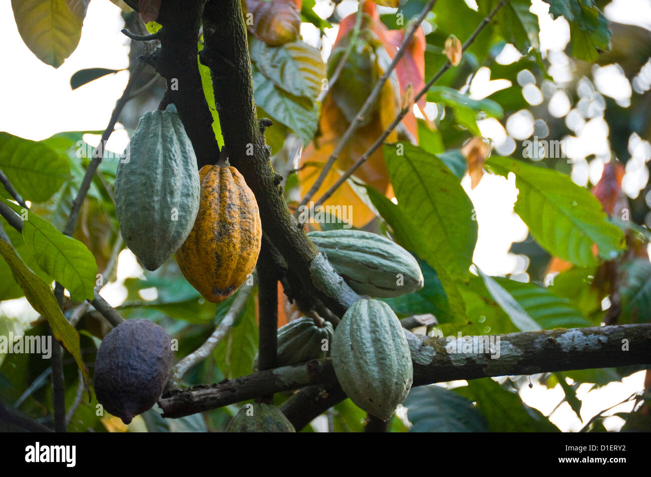 Horizontal close up of cocoa beans hanging from a cacao tree (Theobroma