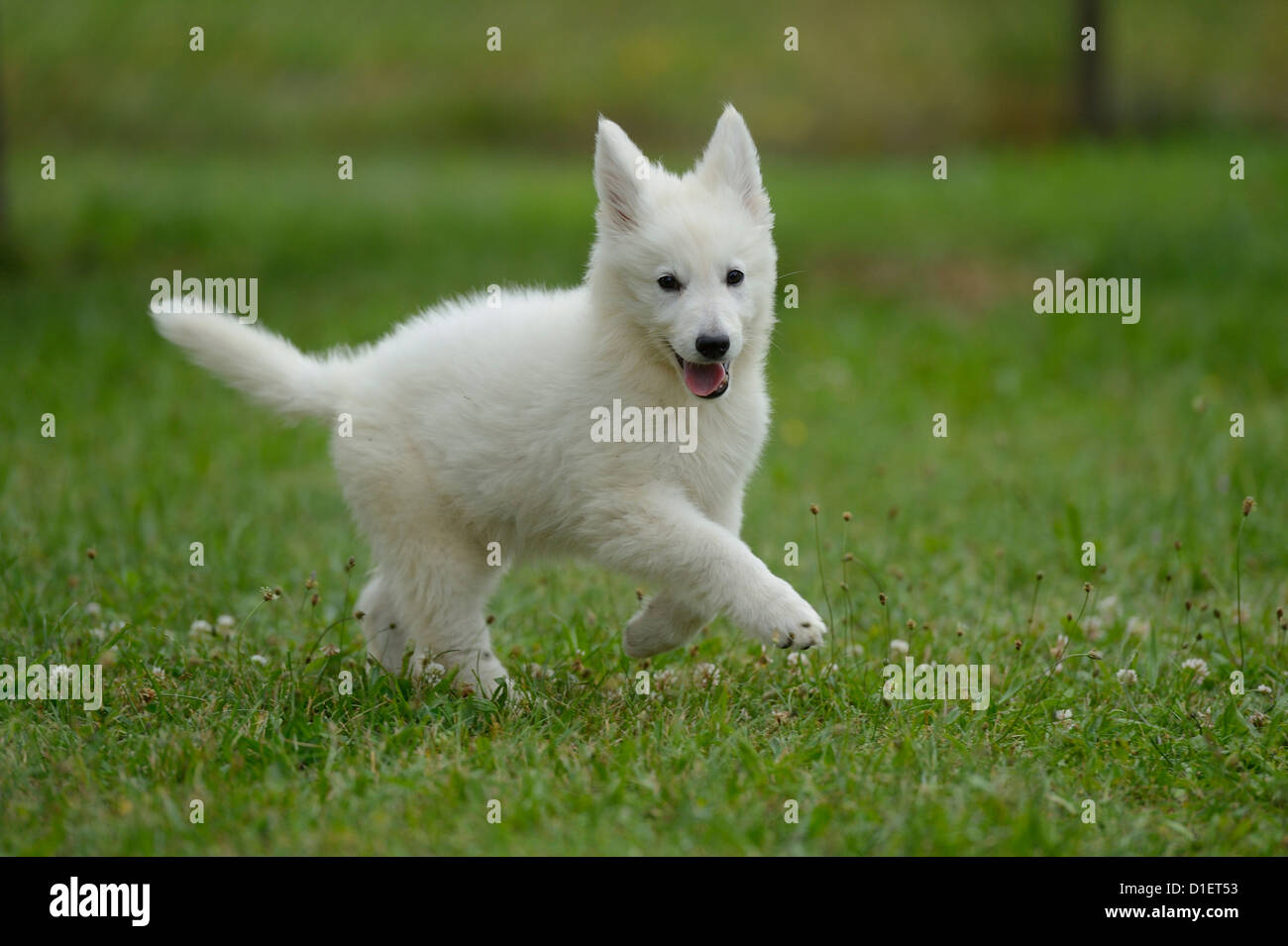White Wolfdog Puppy On Meadow Stock Photo Alamy White Wolfdog Puppy On Meadow Stock Photo Alamy