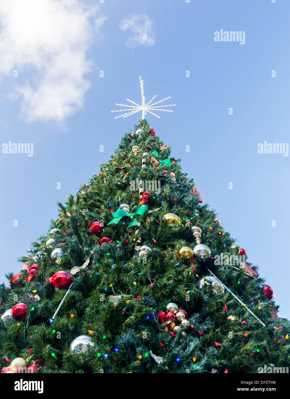 Large tall christmas tree in exterior park in Key Biscayne Florida