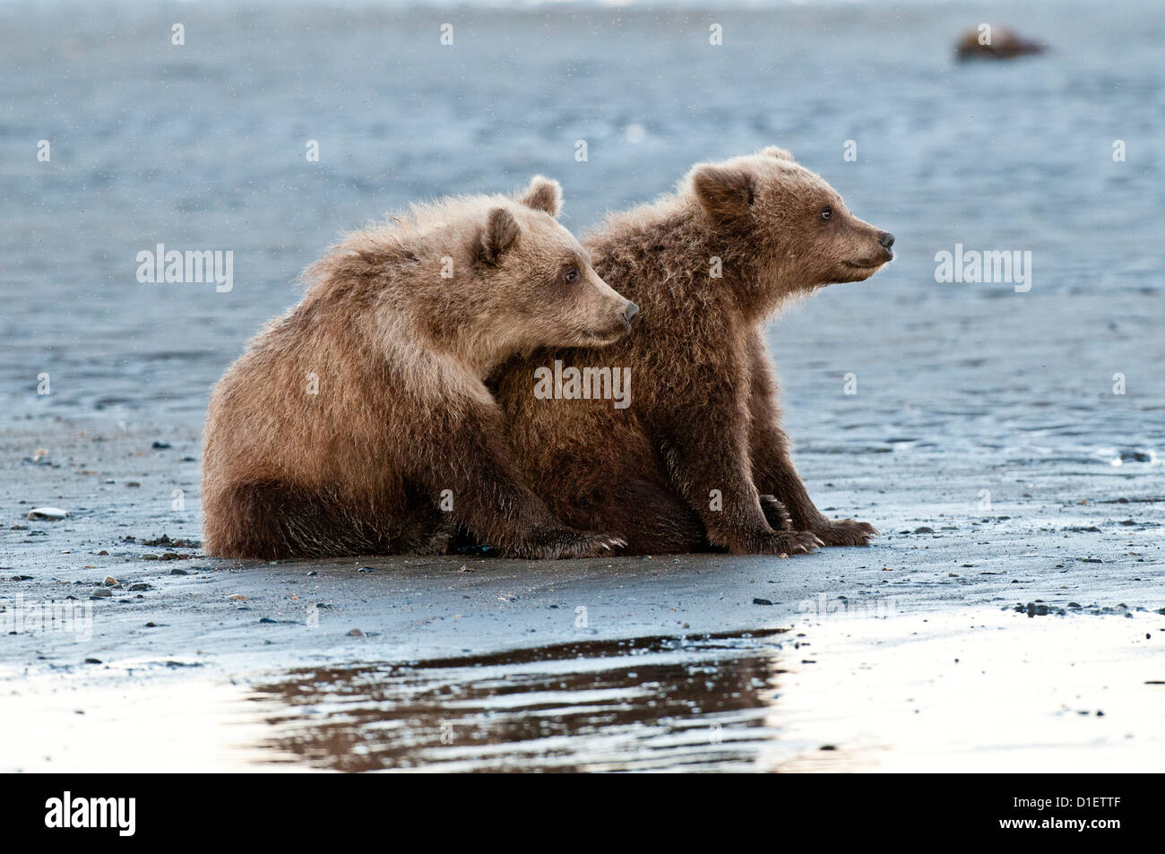 Brown bear cubs on tidal flat; Lake Clark National Park, AK Stock Photo