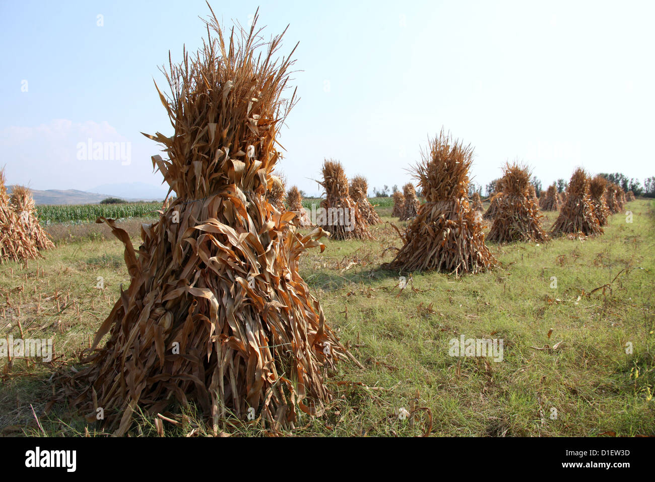 Corn Stacks in Albania Stock Photo
