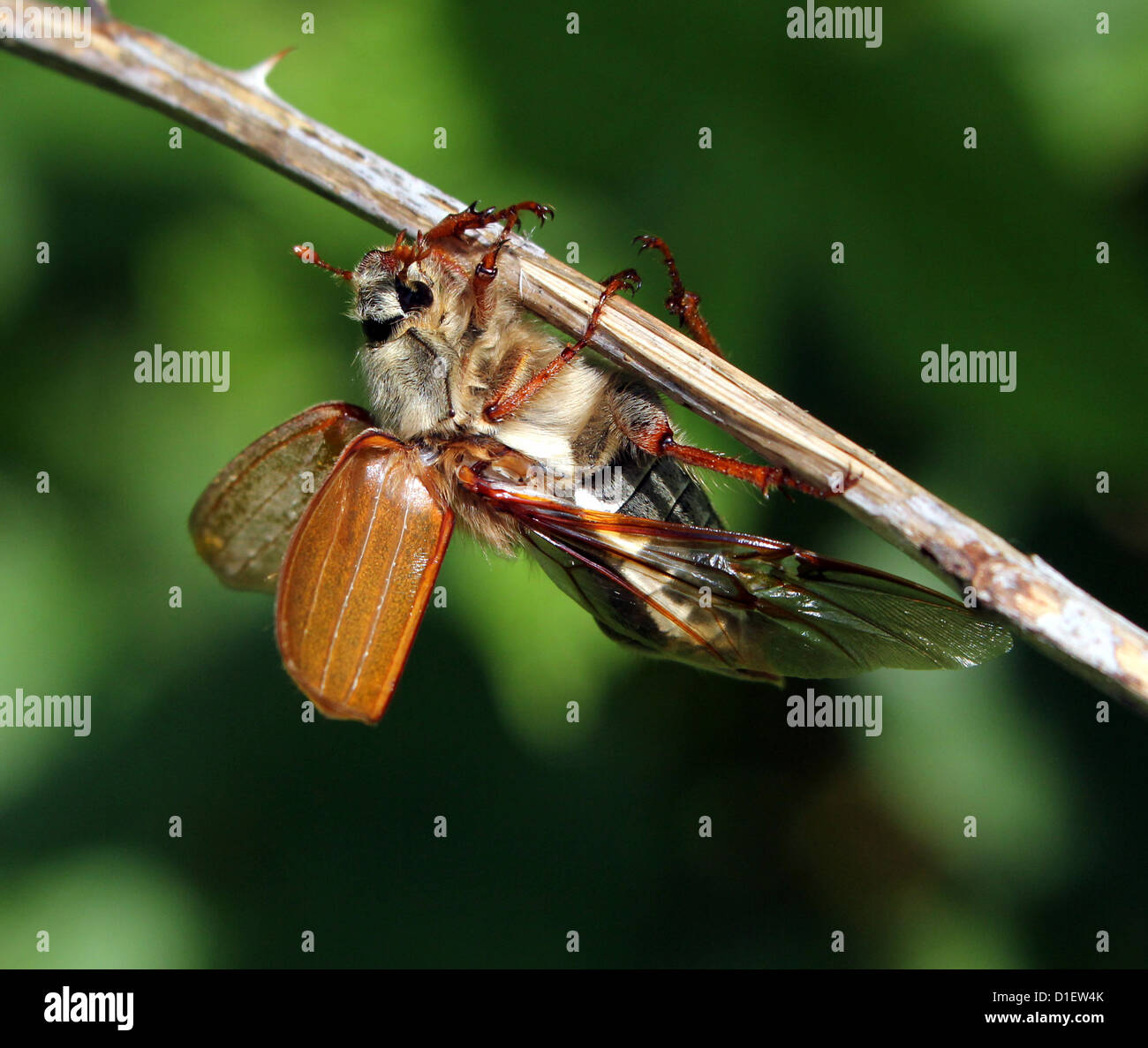 European Cockchafer beetle (Melolontha melolontha, also known as May ...