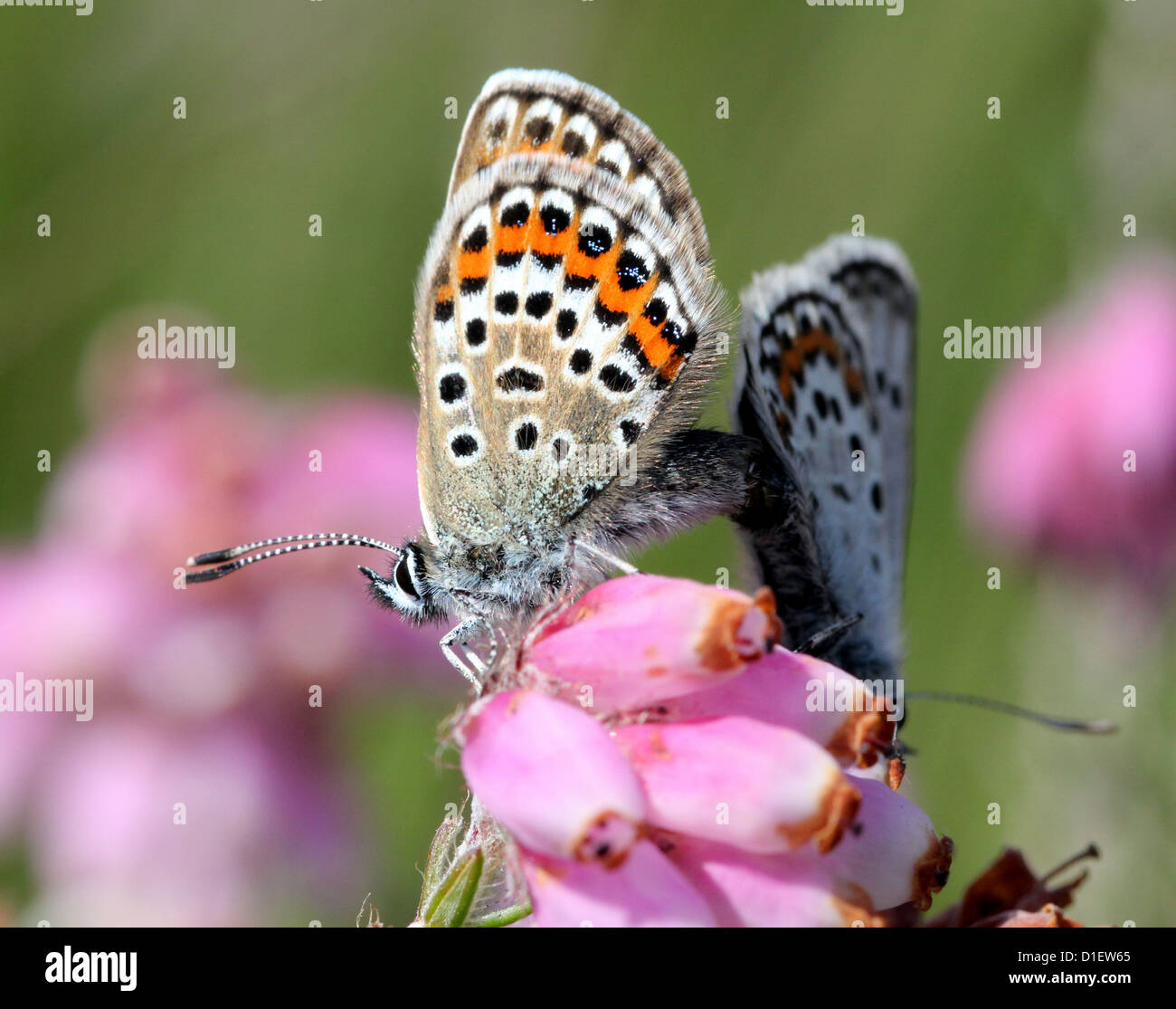 Close-up of a female Silver-studded Blue butterfly (Plebejus argus) posing on  Erica tetralix (cross-leaved heath) Stock Photo