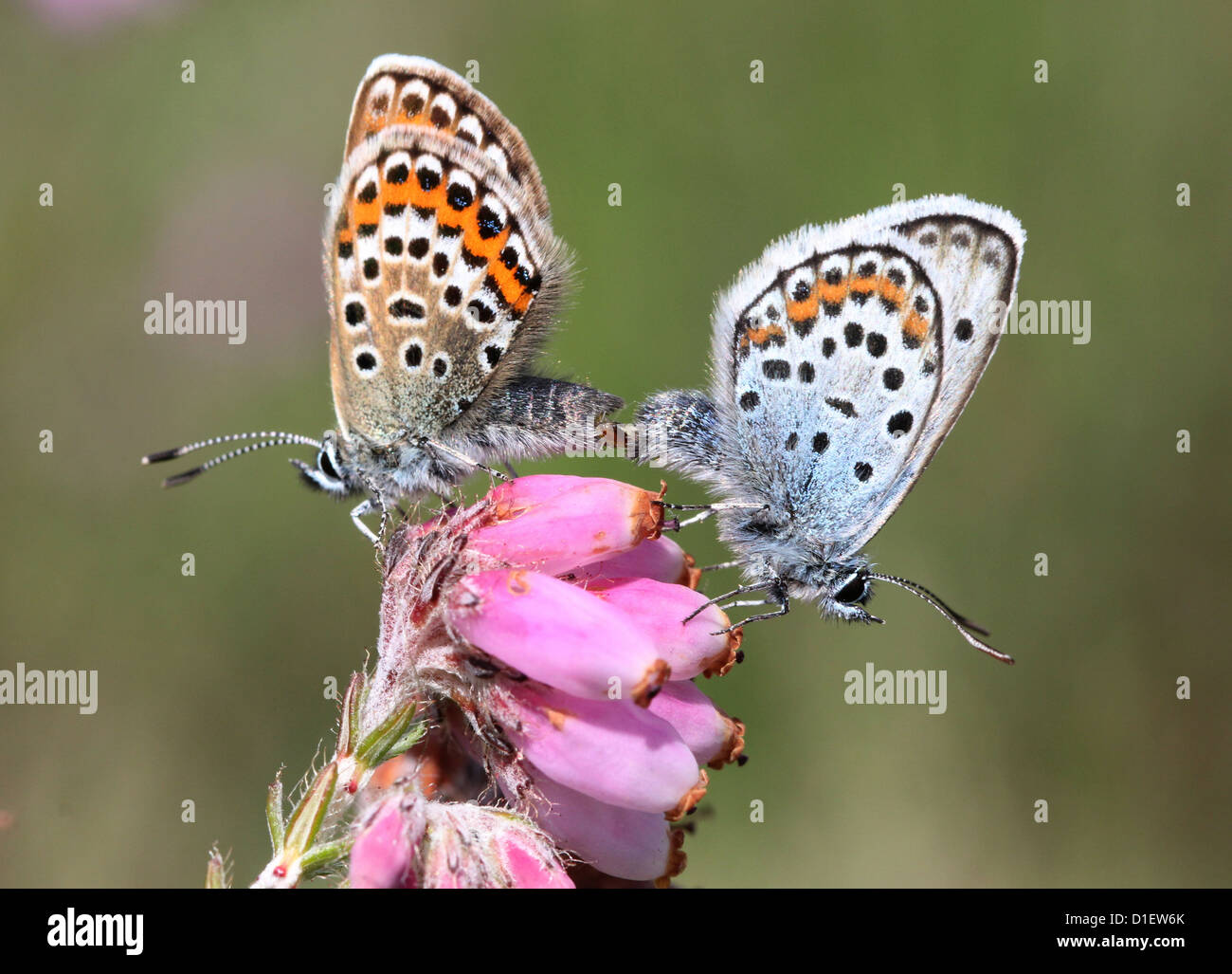 Male and female silver studded Blue butterflies (Plebejus argus) mating on cross-leaved heath Stock Photo