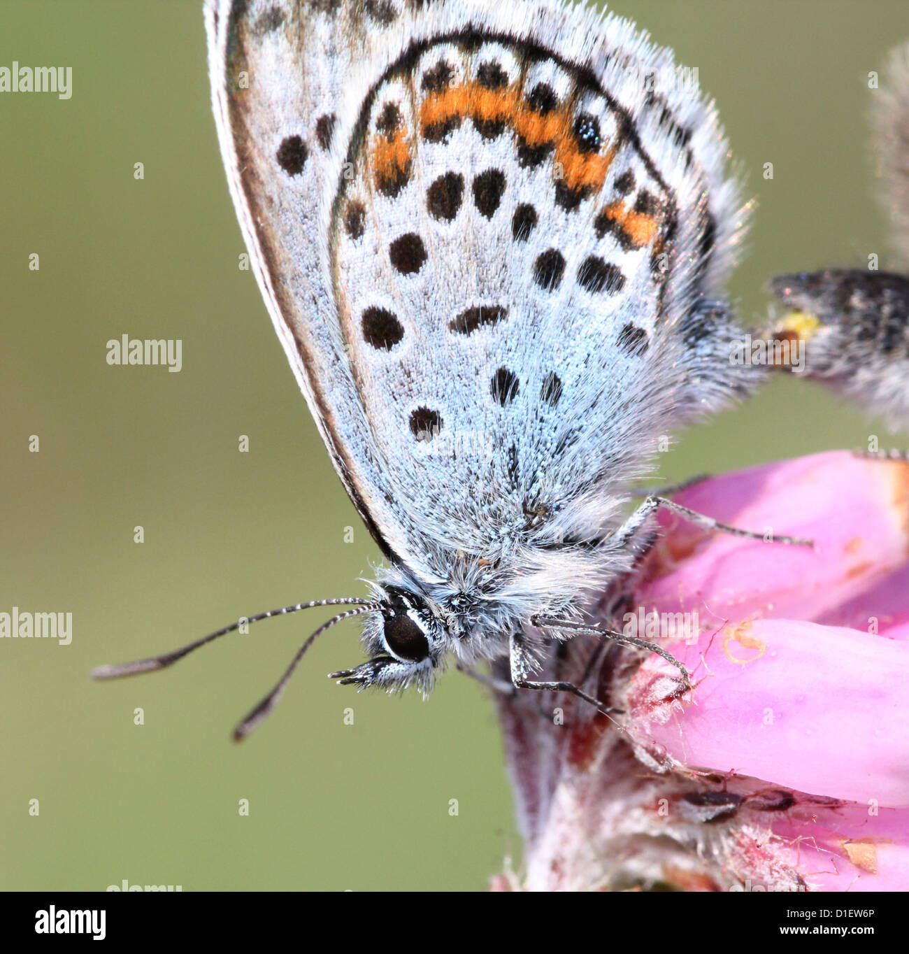 Extreme close-up of a male Silver-studded Blue butterfly (Plebejus argus) posing on  Erica tetralix (cross-leaved heath) Stock Photo