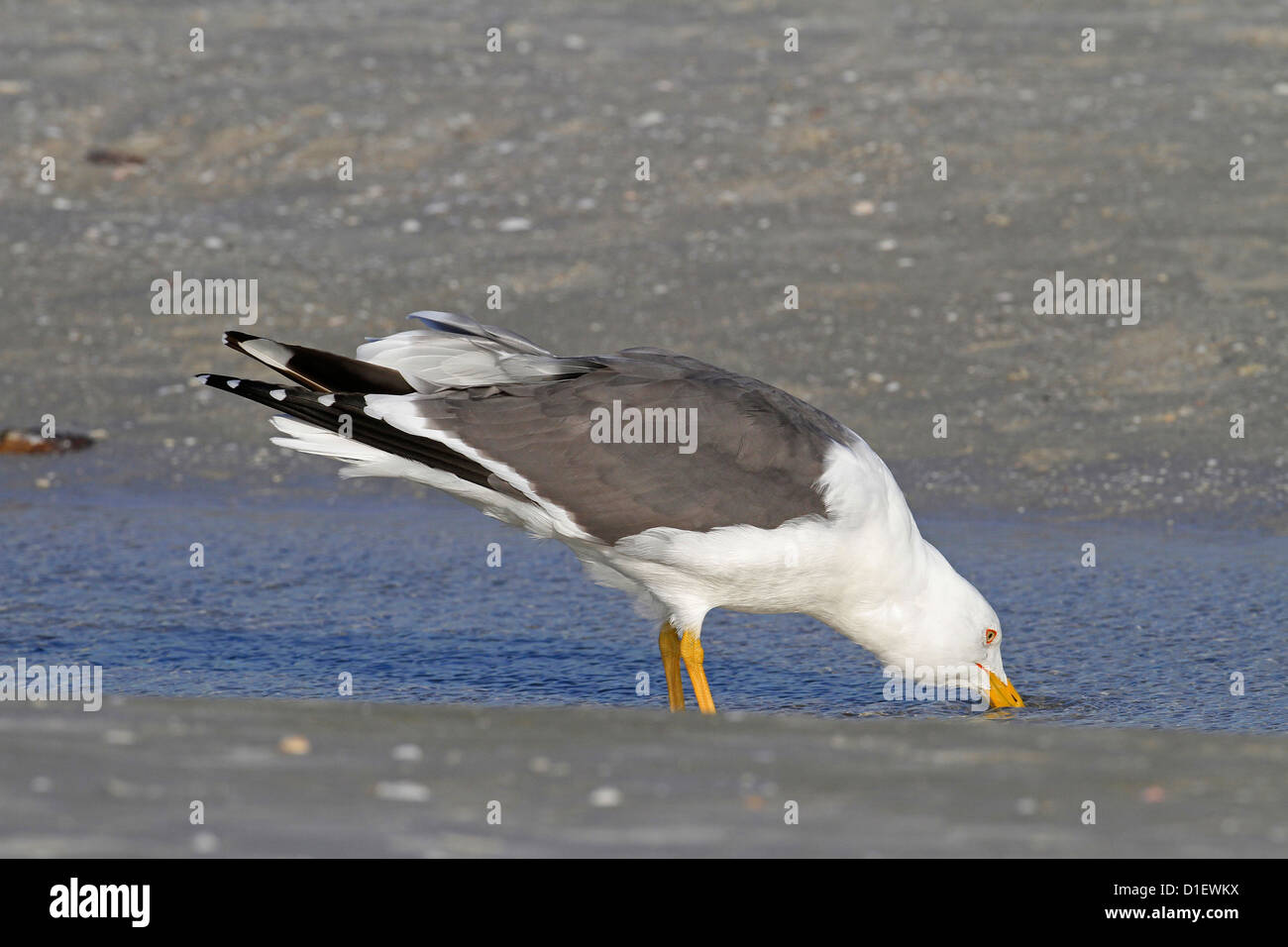 Lesser Black-backed Gull (Larus fuscus) feeding Gulf of Mexico USA Stock Photo
