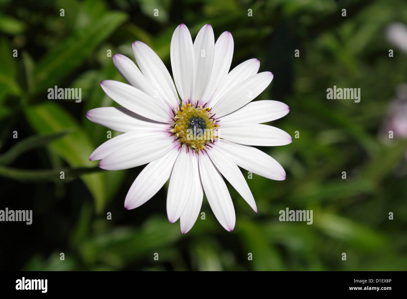 Cape Daisy flower - Dimorphotheca ecklonis Stock Photo
