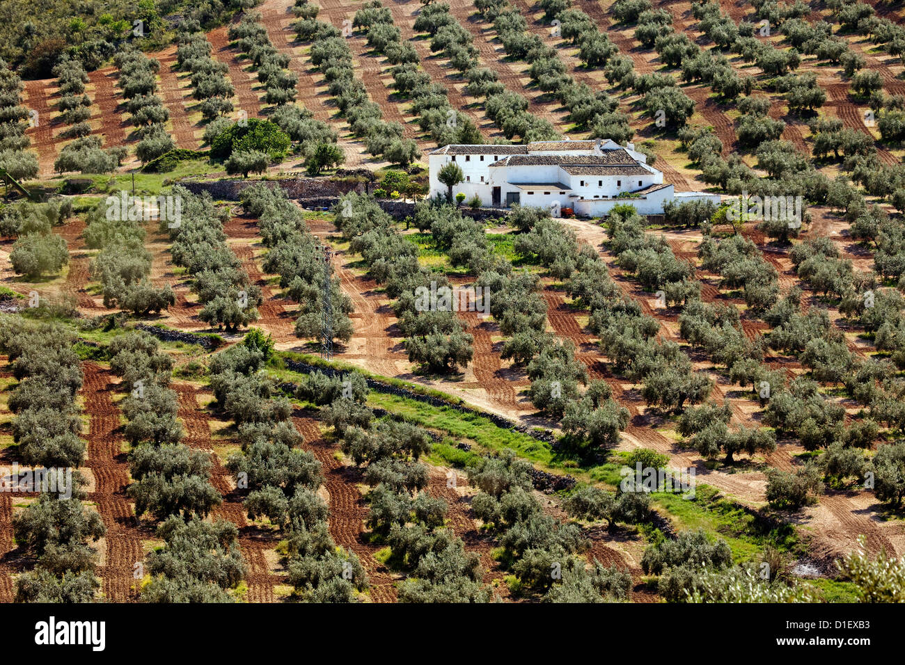 Cultivo agricola hi-res stock photography and images - Page 3 - Alamy