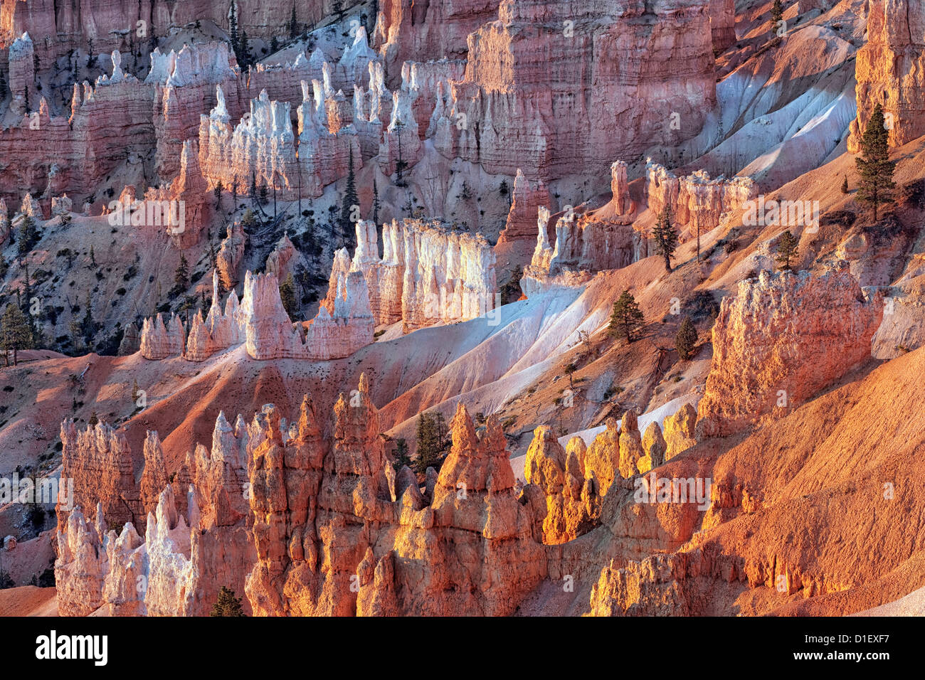 Reflective first light illuminates the amphitheater of hoodoos in Utah’s Bryce Canyon National Park. Stock Photo