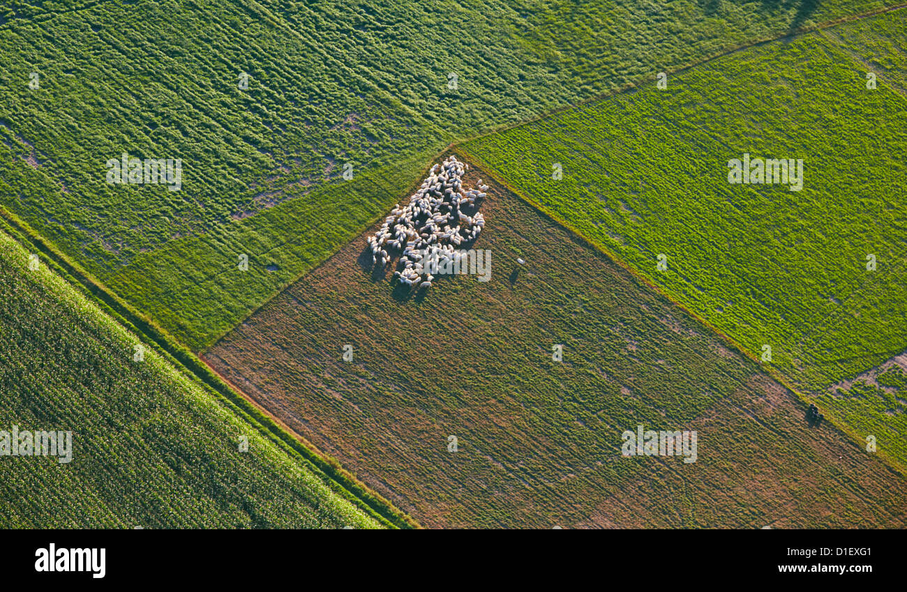 Flock of sheep between fields, aerial photo Stock Photo - Alamy