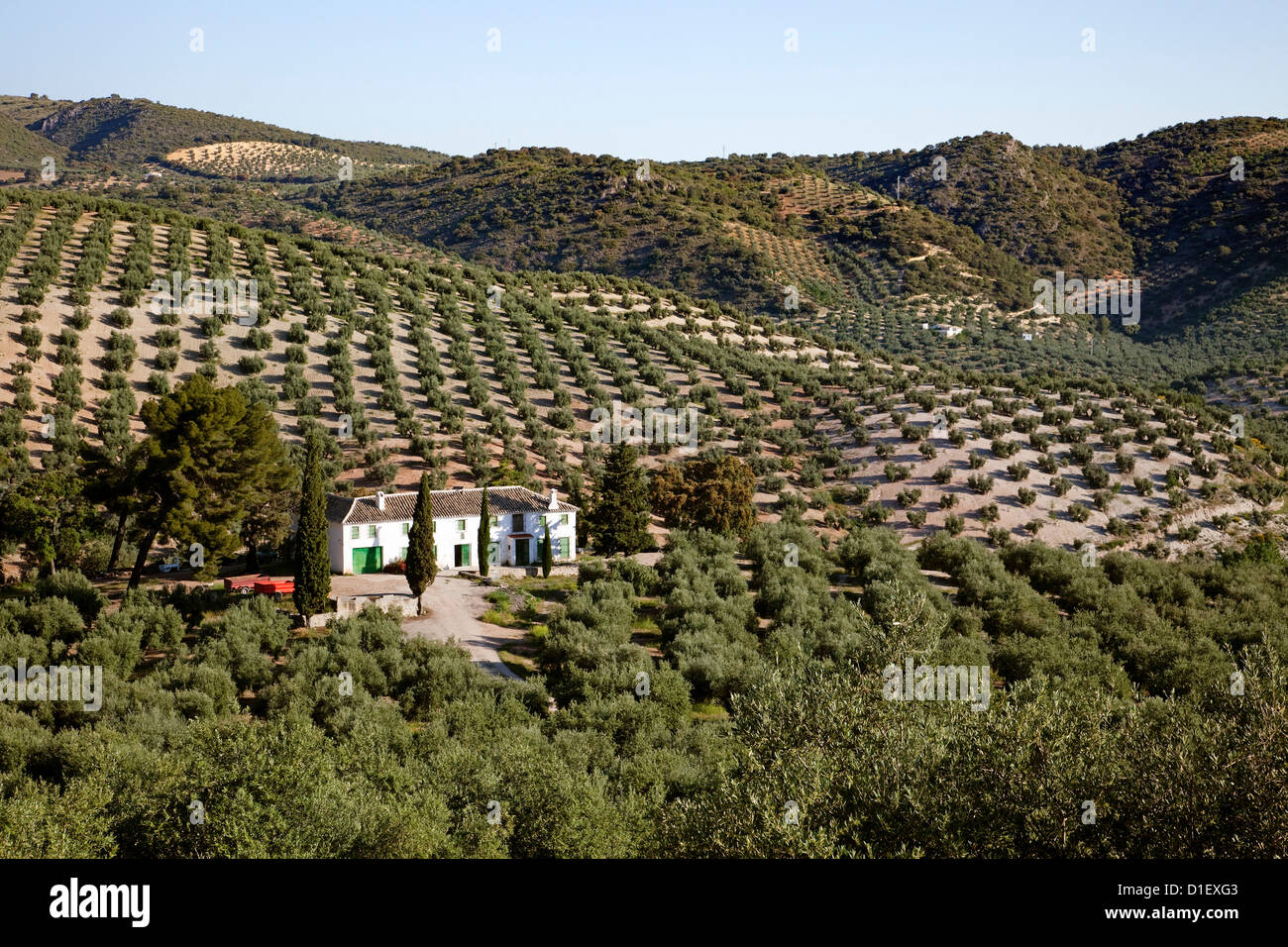 Olive trees Priego de Cordoba Sierra Subbetica Andalusia Spain Stock
