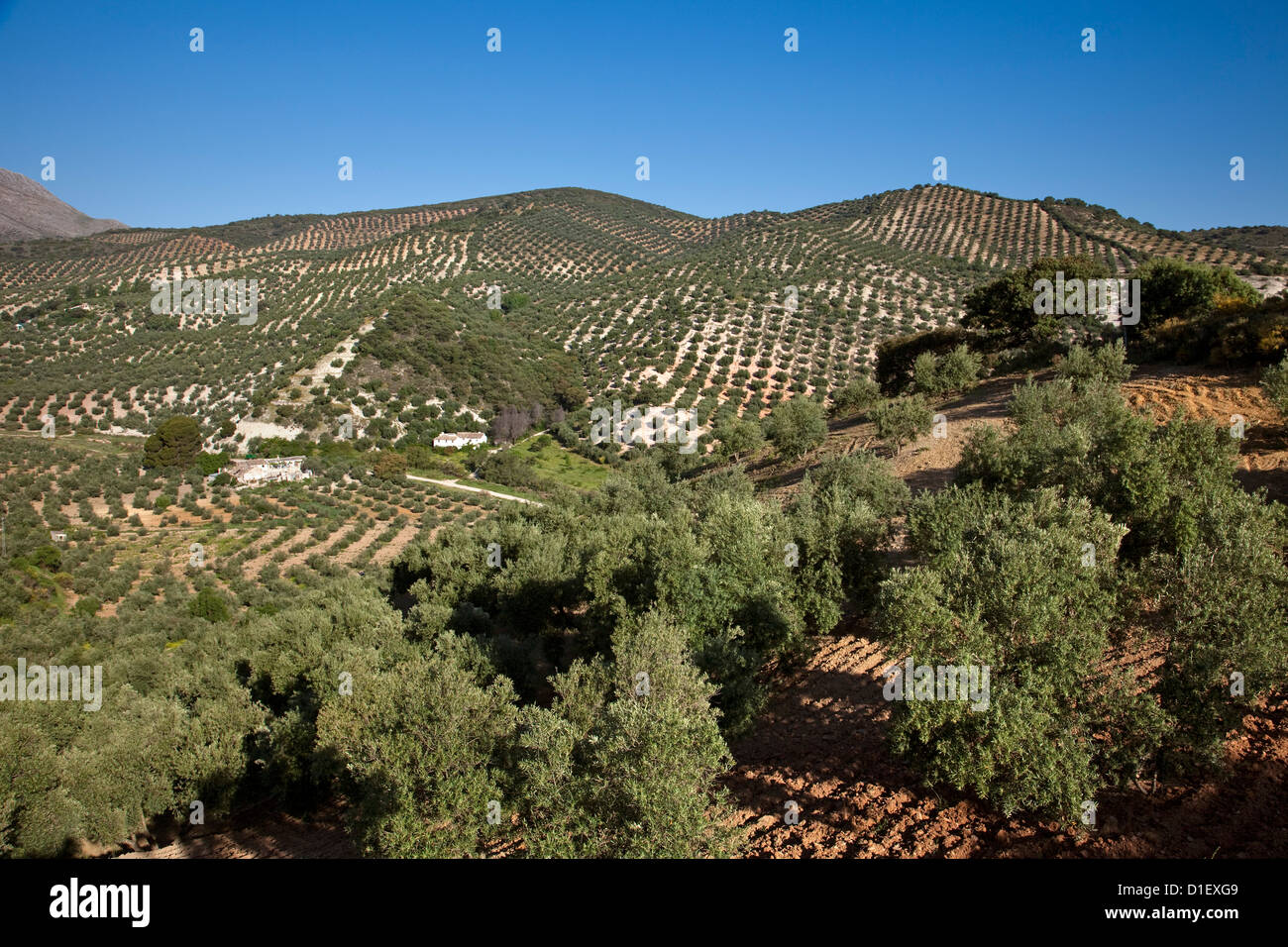 Olive trees Priego de Cordoba Sierra Subbetica Andalusia Spain Stock