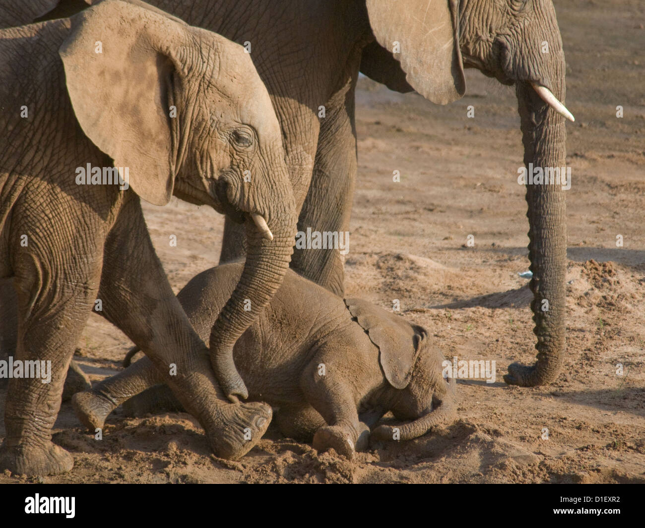 Elephants By Shoreline Of Uaso Nyiro River Baby Lying Down Stock Photo