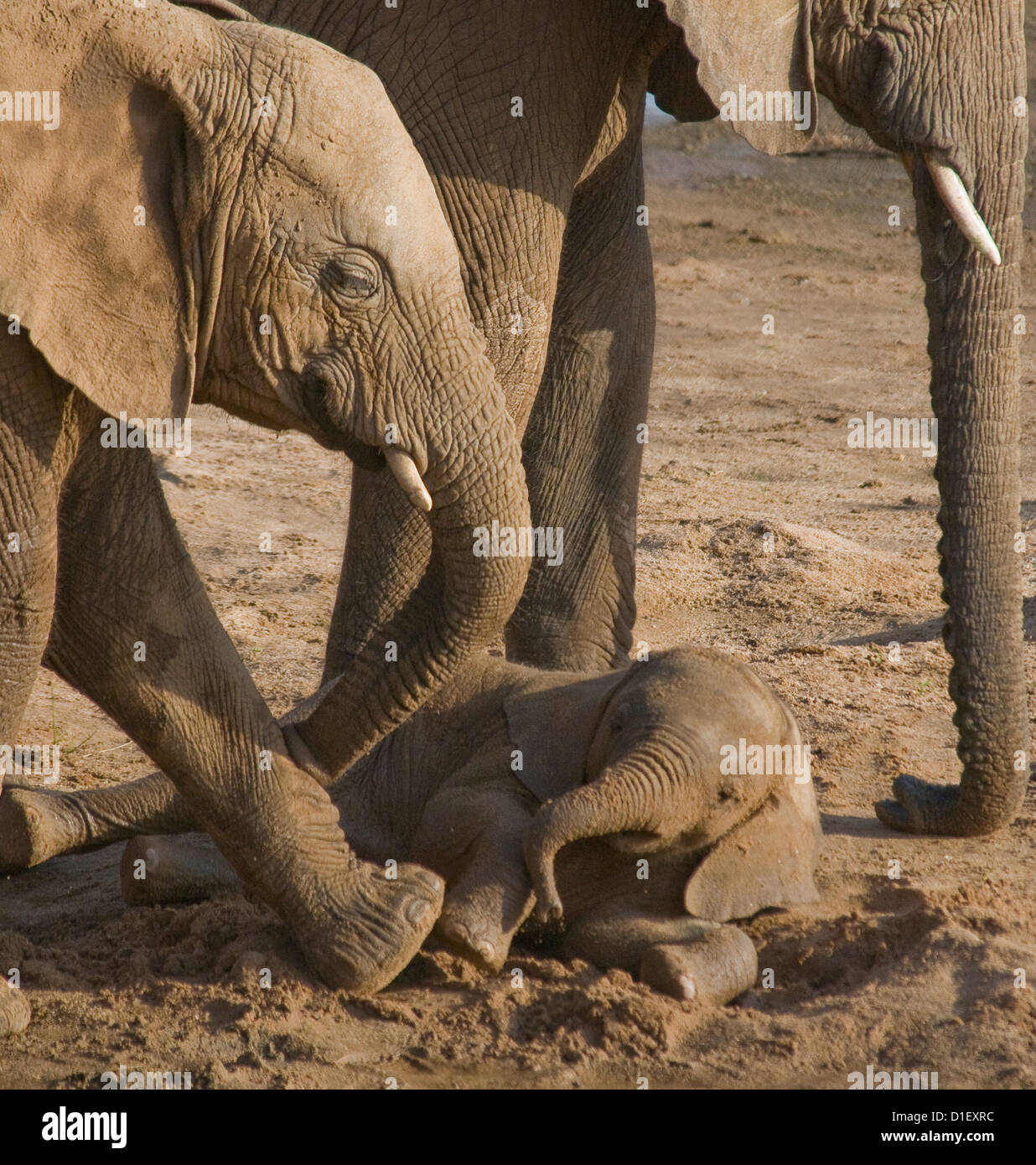 Elephant lying down hires stock photography and images Alamy