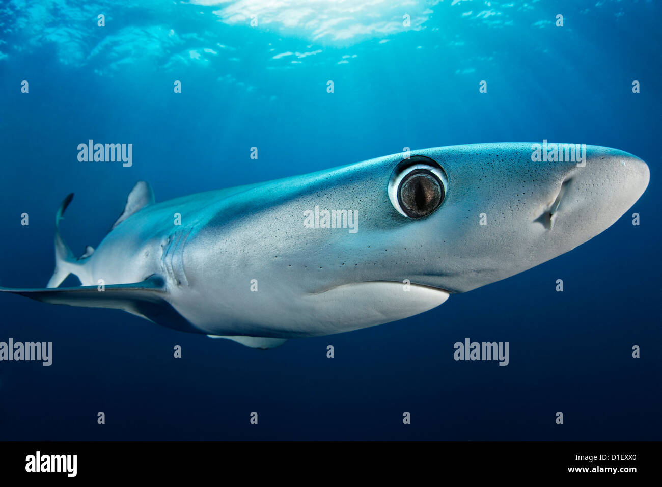 Blue Shark (Prionace glauca), Cape Point, Cape Town, South Africa, Atlantic Ocean, Indian Ocean, underwater shot Stock Photo