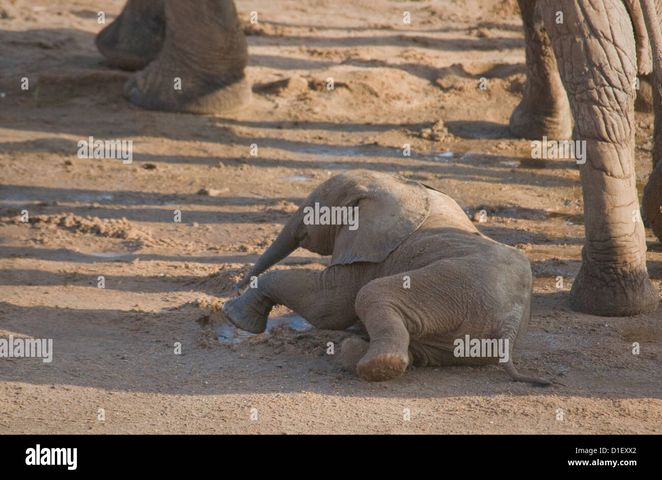 Baby elephant lying down by shoreline of Uaso Nyiro River Stock Photo