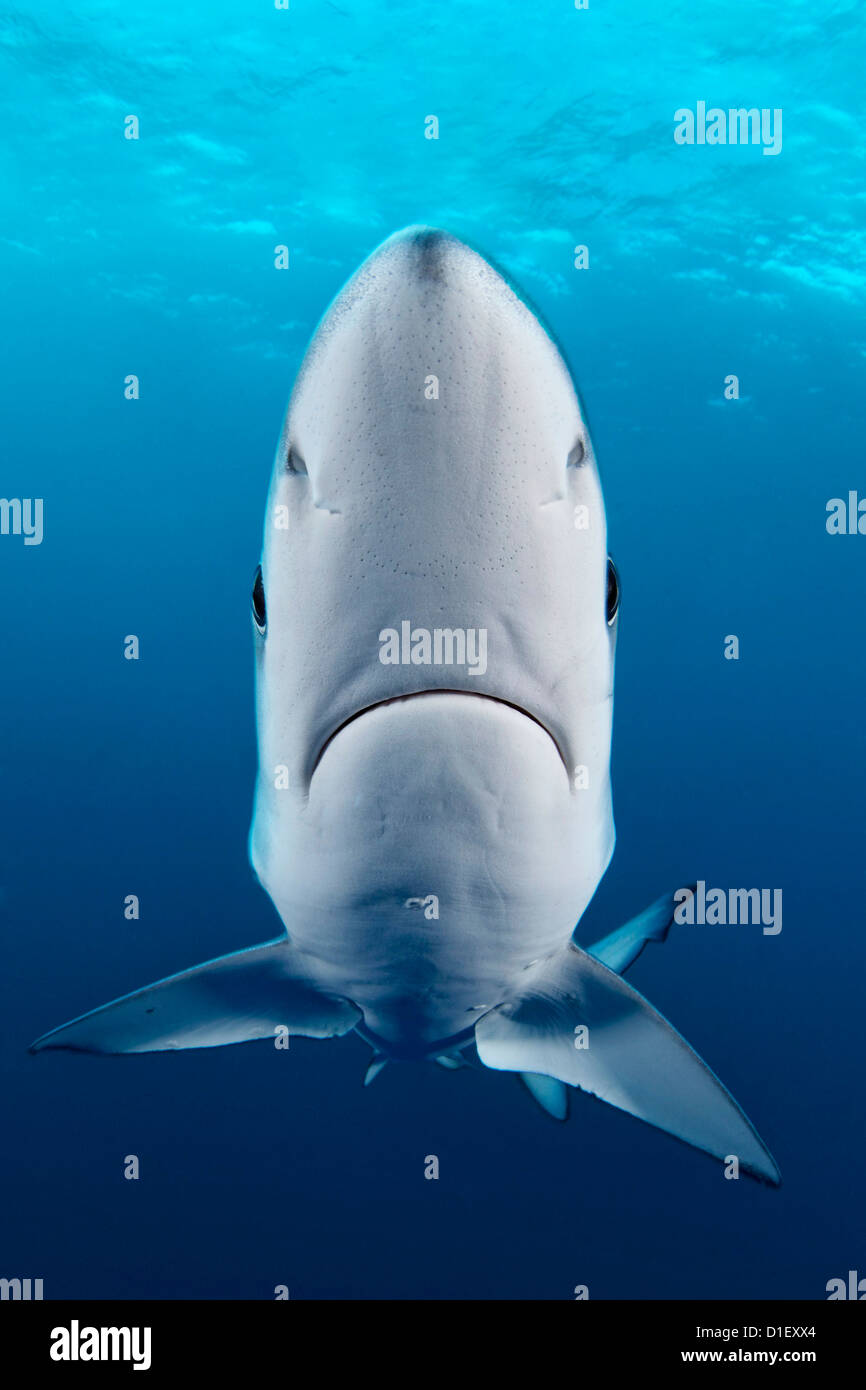 Blue Shark (Prionace glauca), Cape Point, Cape Town, South Africa, Atlantic Ocean, Indian Ocean, underwater shot Stock Photo