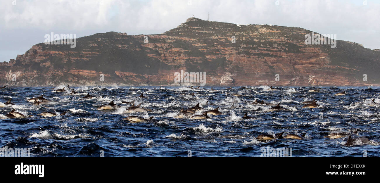 Large group of dusky dolphins (Lagenorhynchus obscurus) in front of Cape Point, South Africa Stock Photo