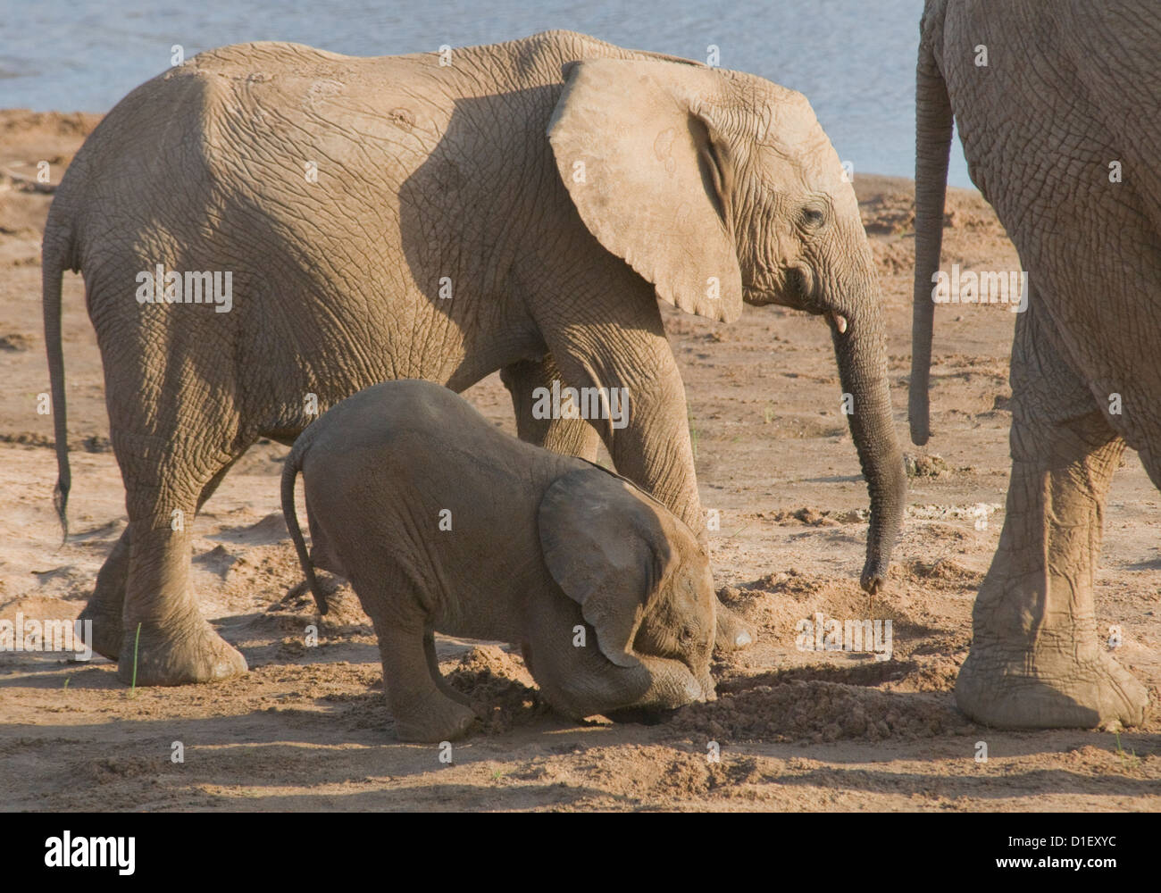 Elephant kneeling hires stock photography and images Alamy