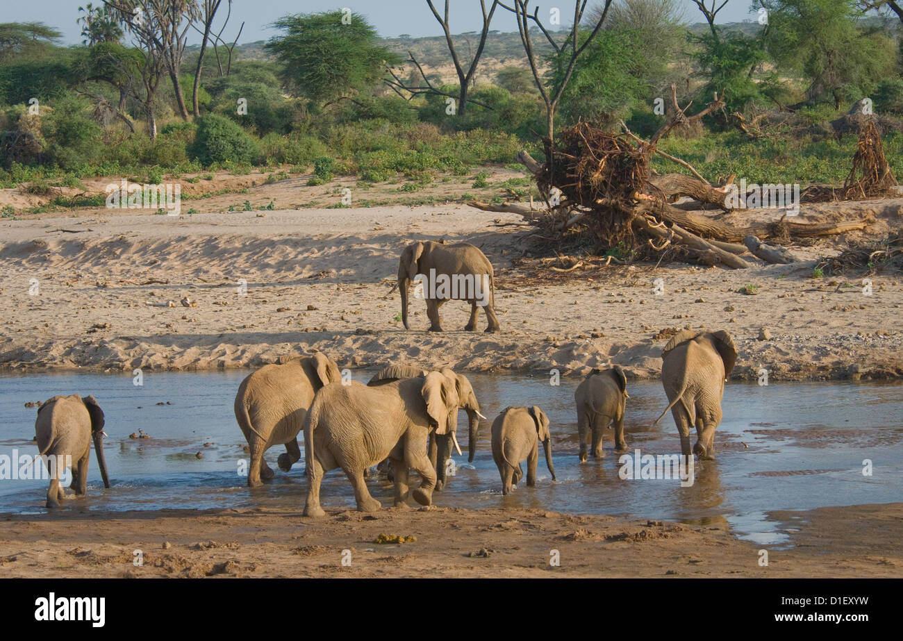 Elephants crossing Uaso Nyiro River Stock Photo