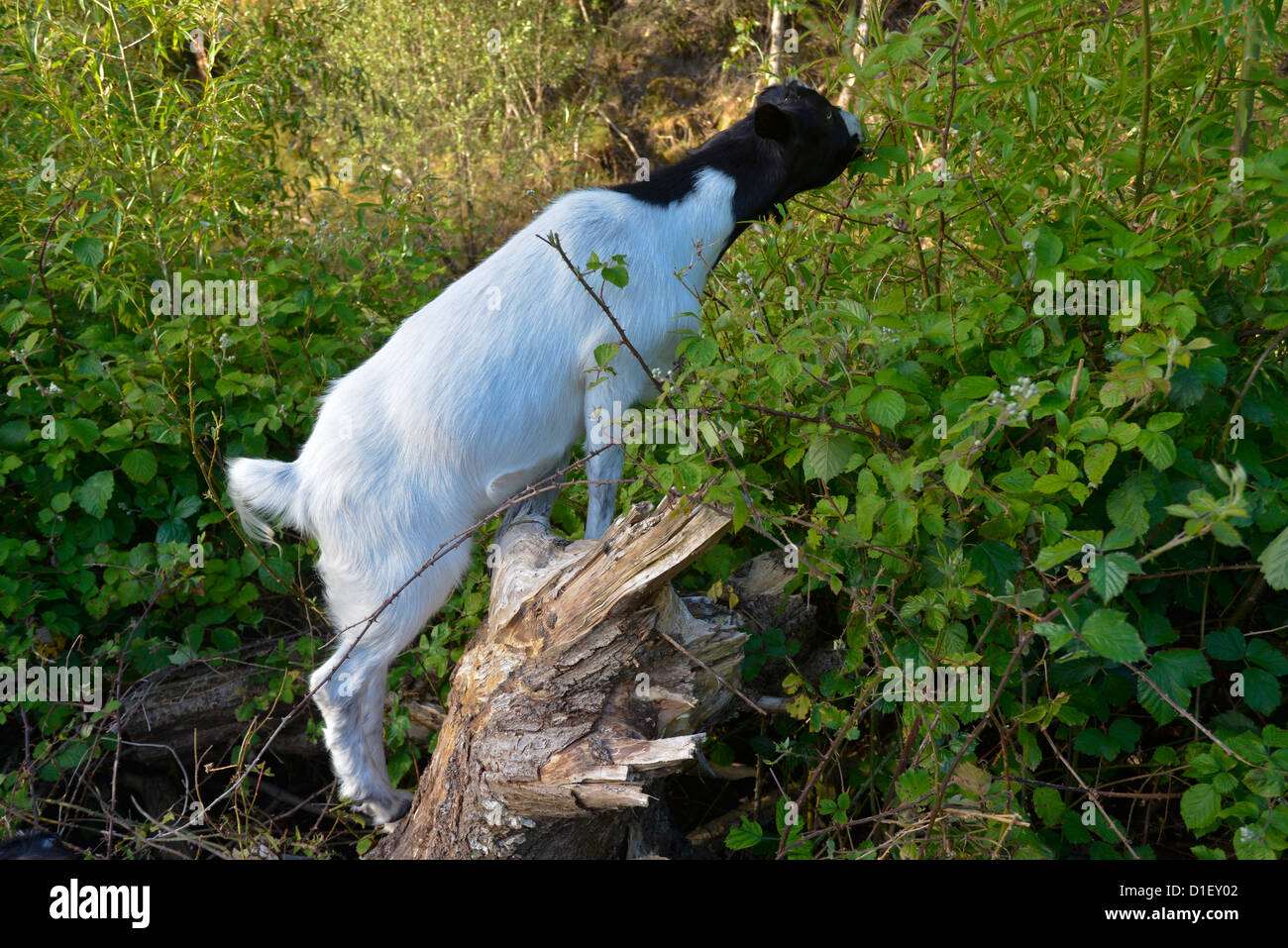 Goats Eating Blackberry Hi Res Stock Photography And Images Alamy