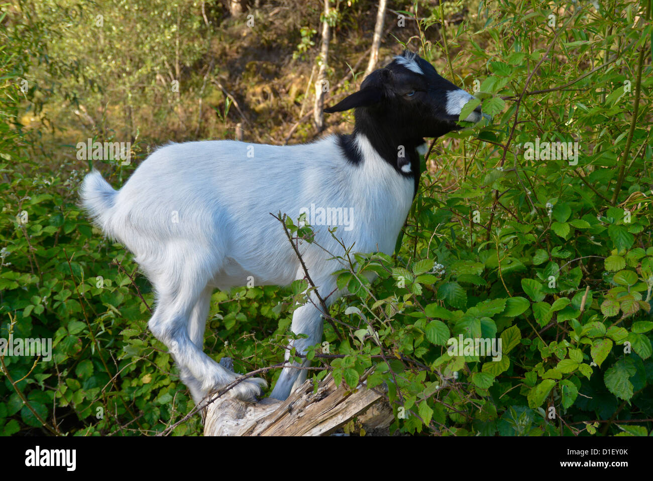 Goats eating blackberry brambles Stock Photo