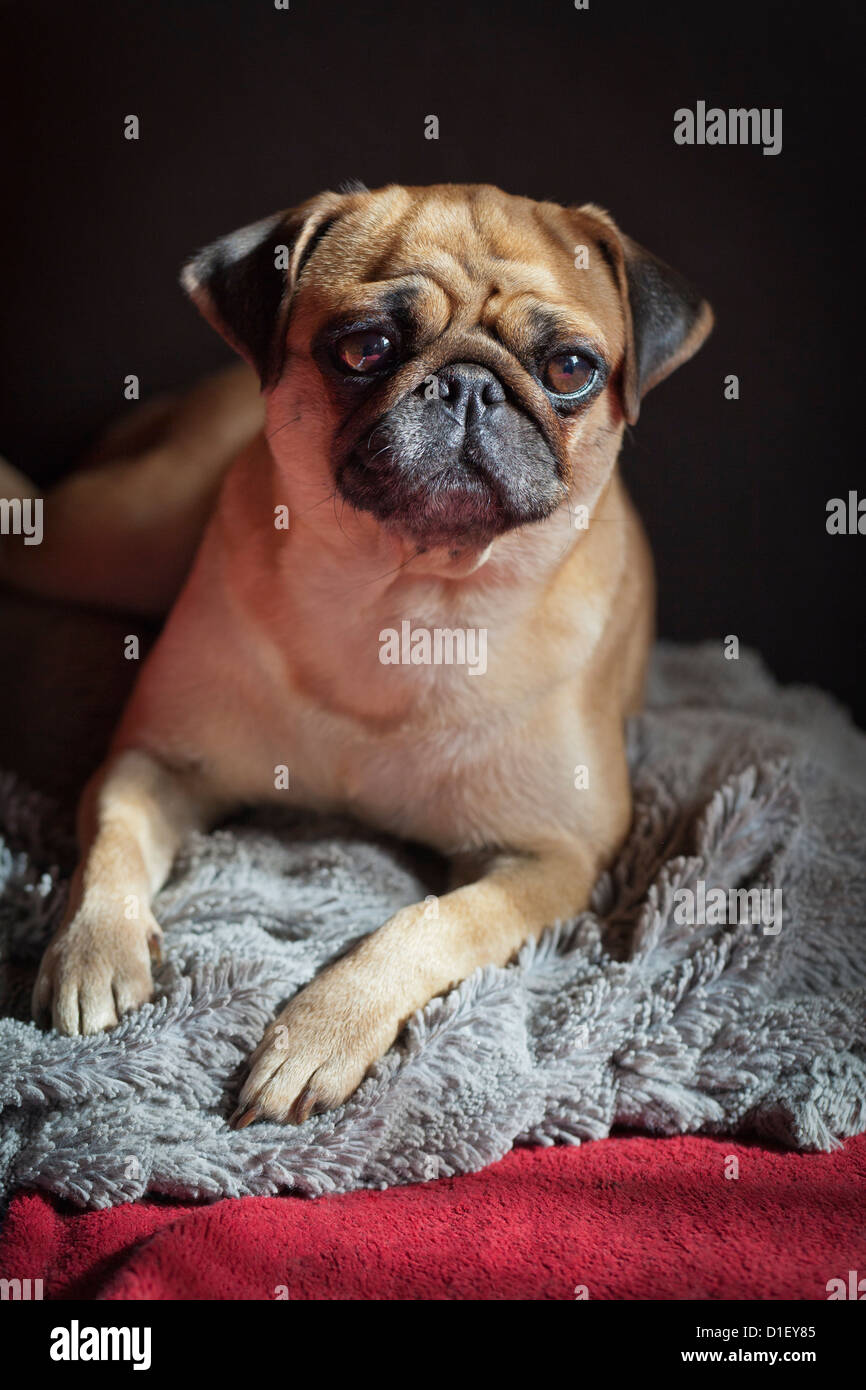 Apricotcolored female pug dog lying on blanket Stock Photo Alamy