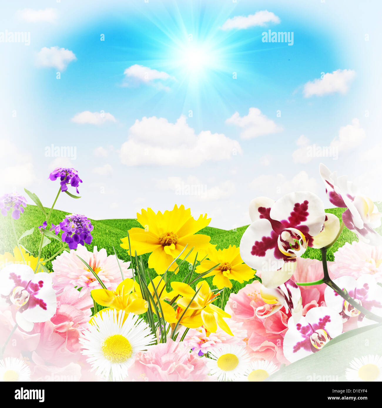 Grass and flowers hi-res stock photography and images - Alamy